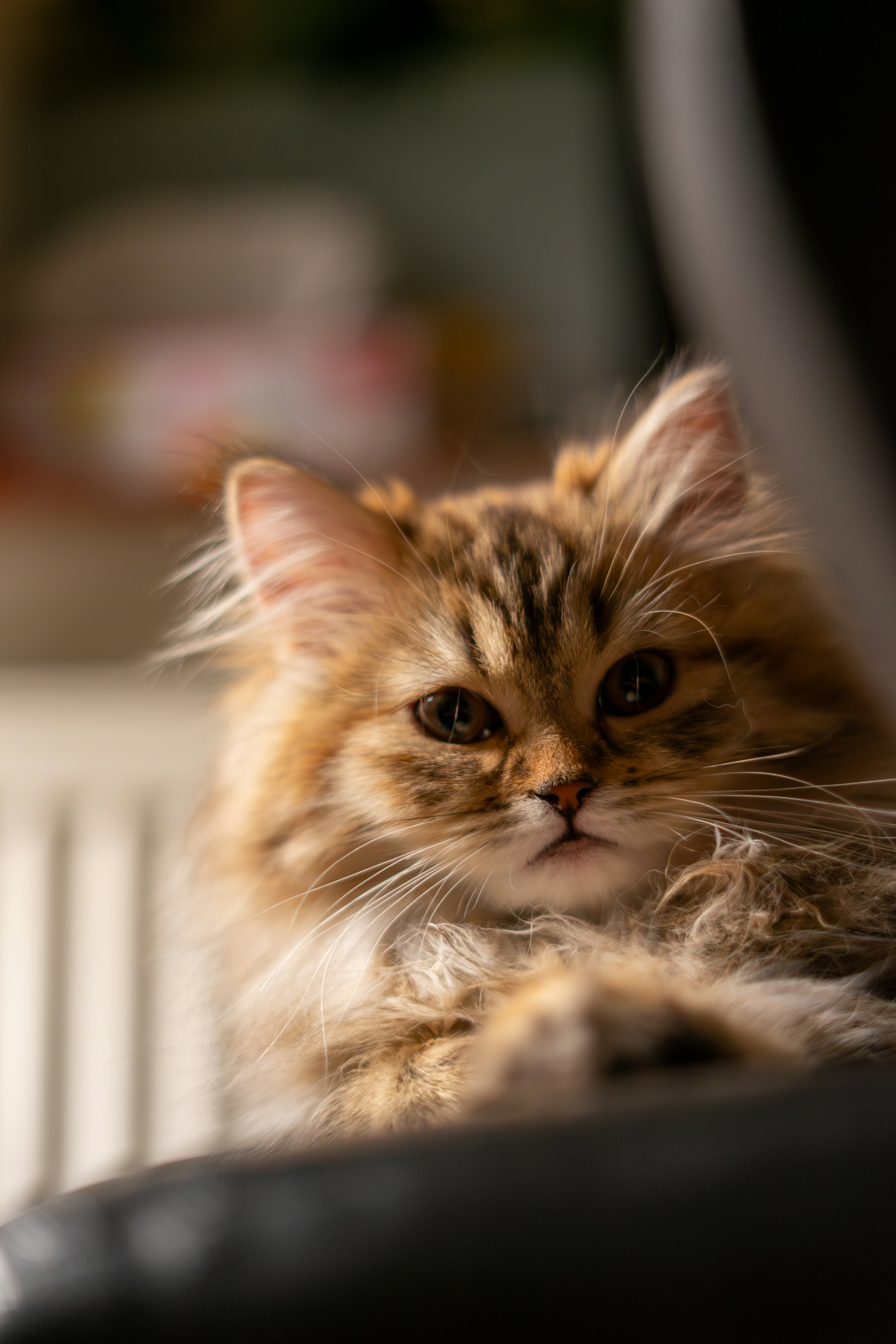 Photo by saeedkolivand