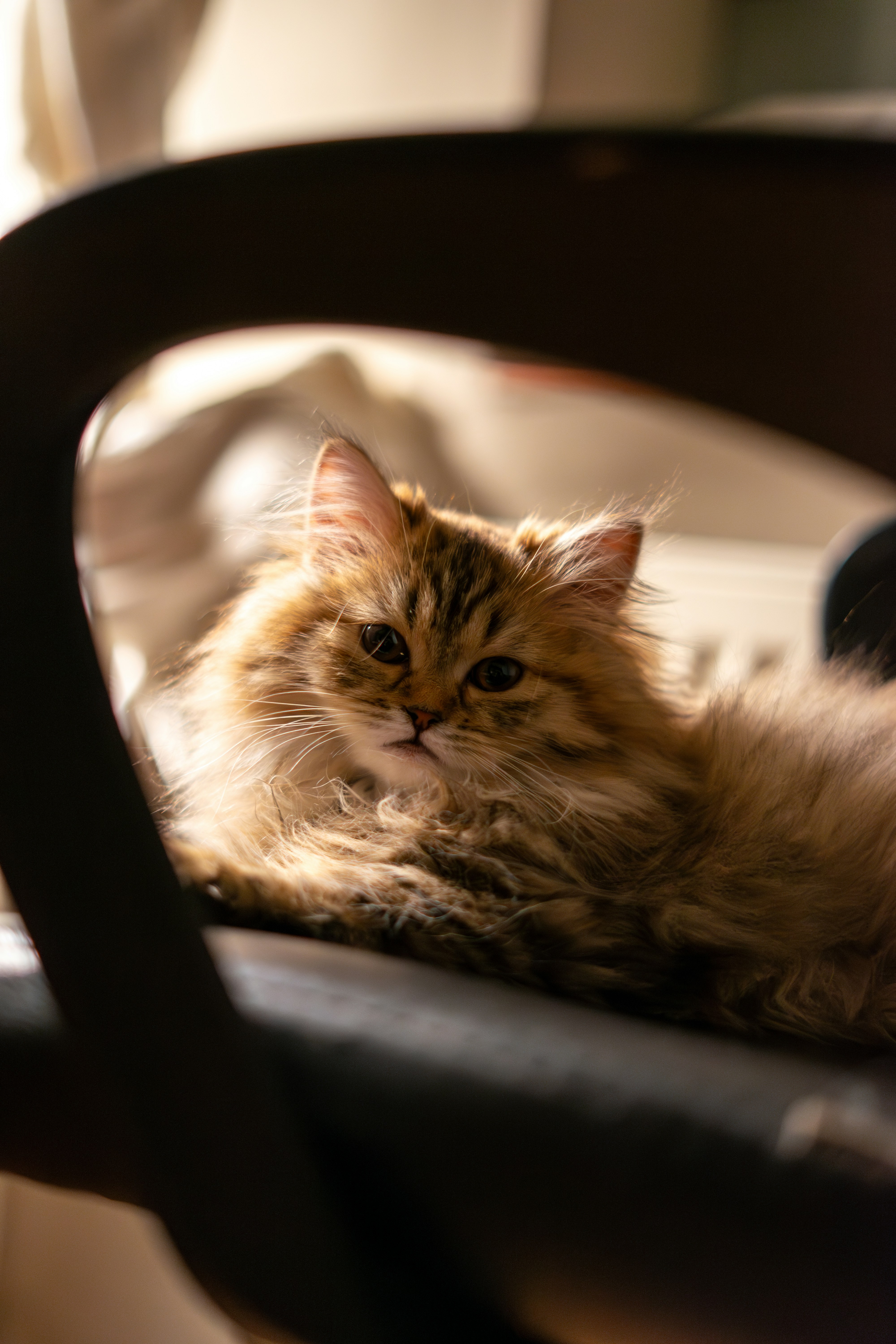 Photo by saeedkolivand