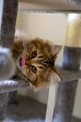 a kitten laying on top of a cat tree