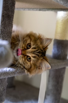 a kitten laying on top of a cat tree