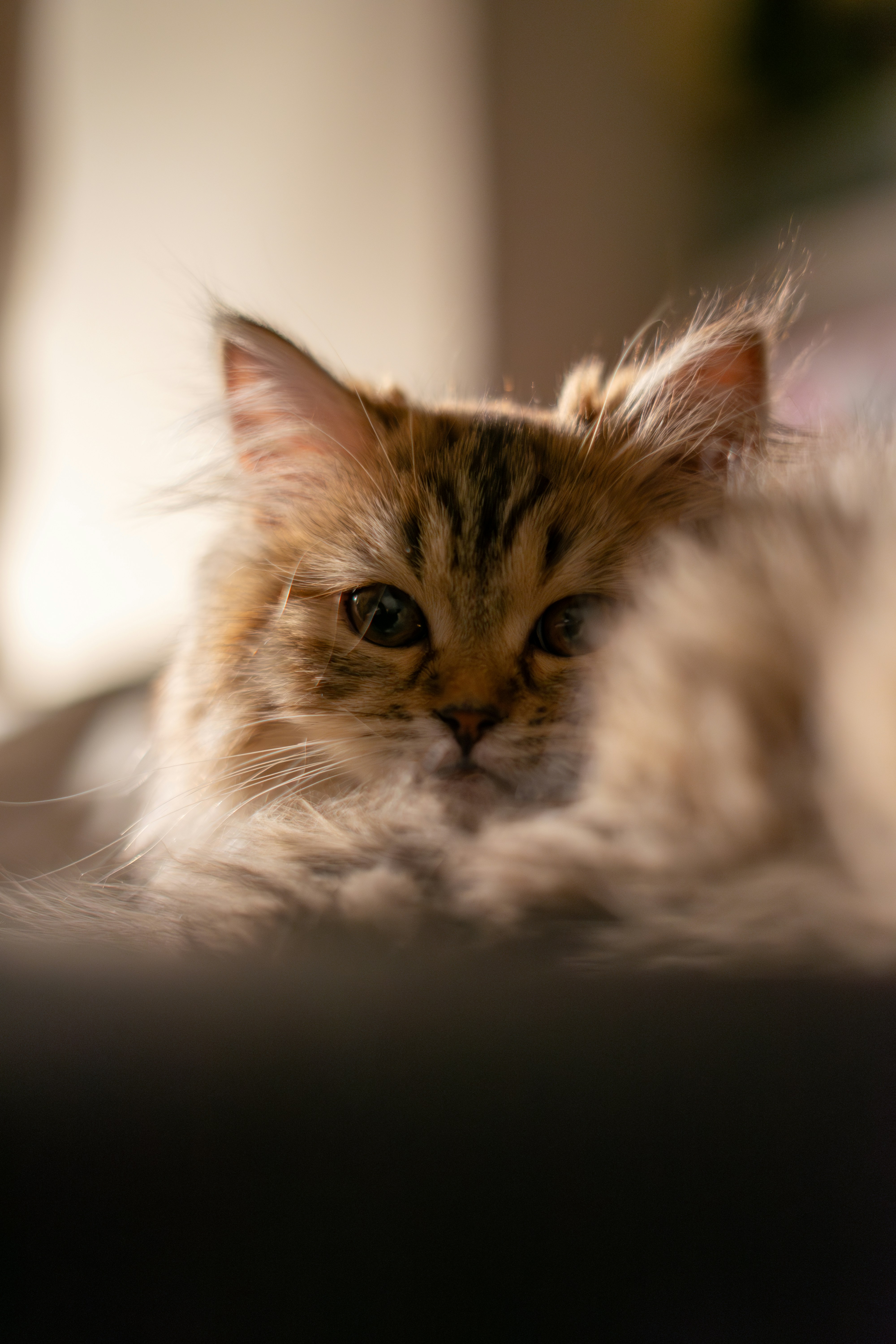 Photo by saeedkolivand