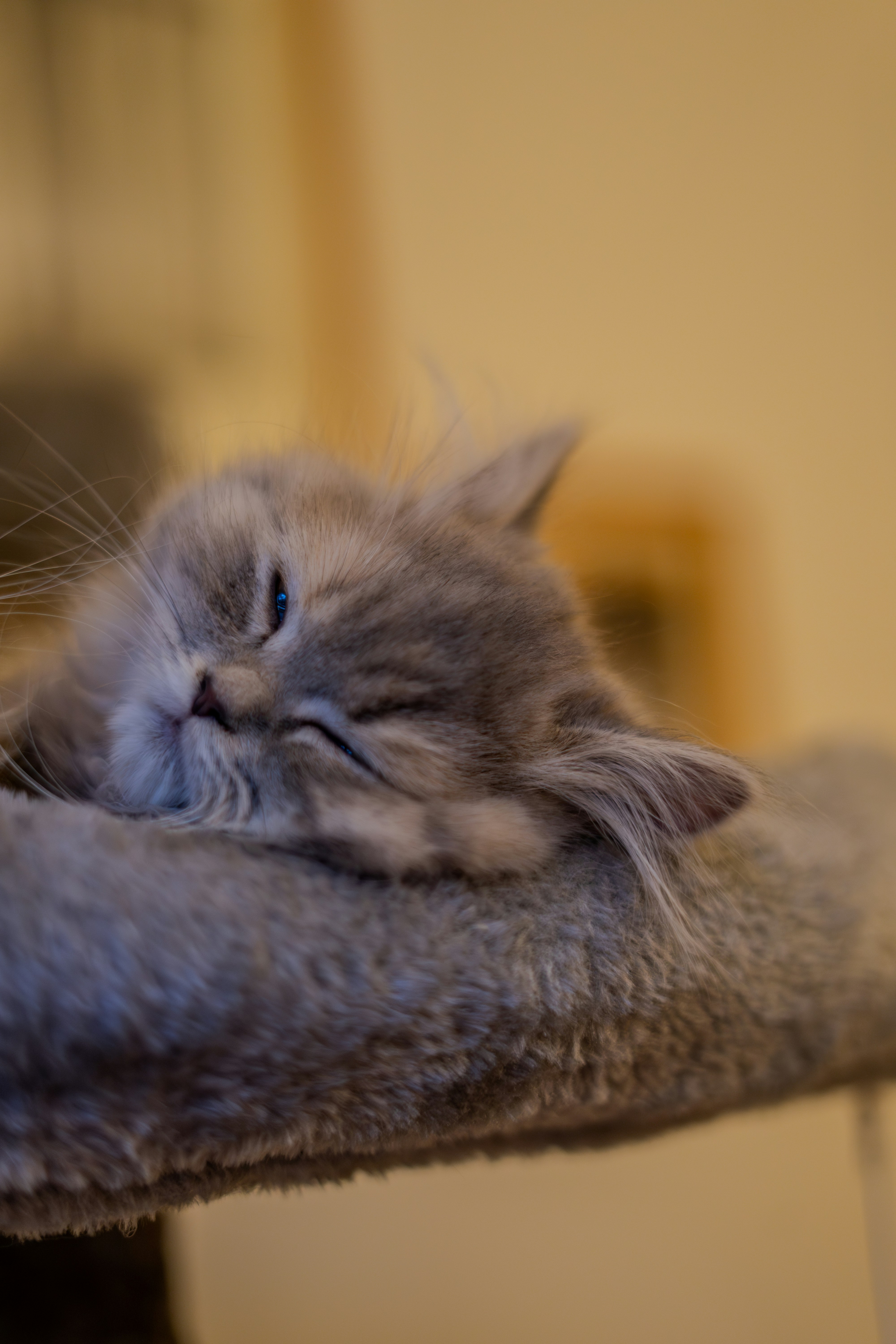 Photo by saeedkolivand