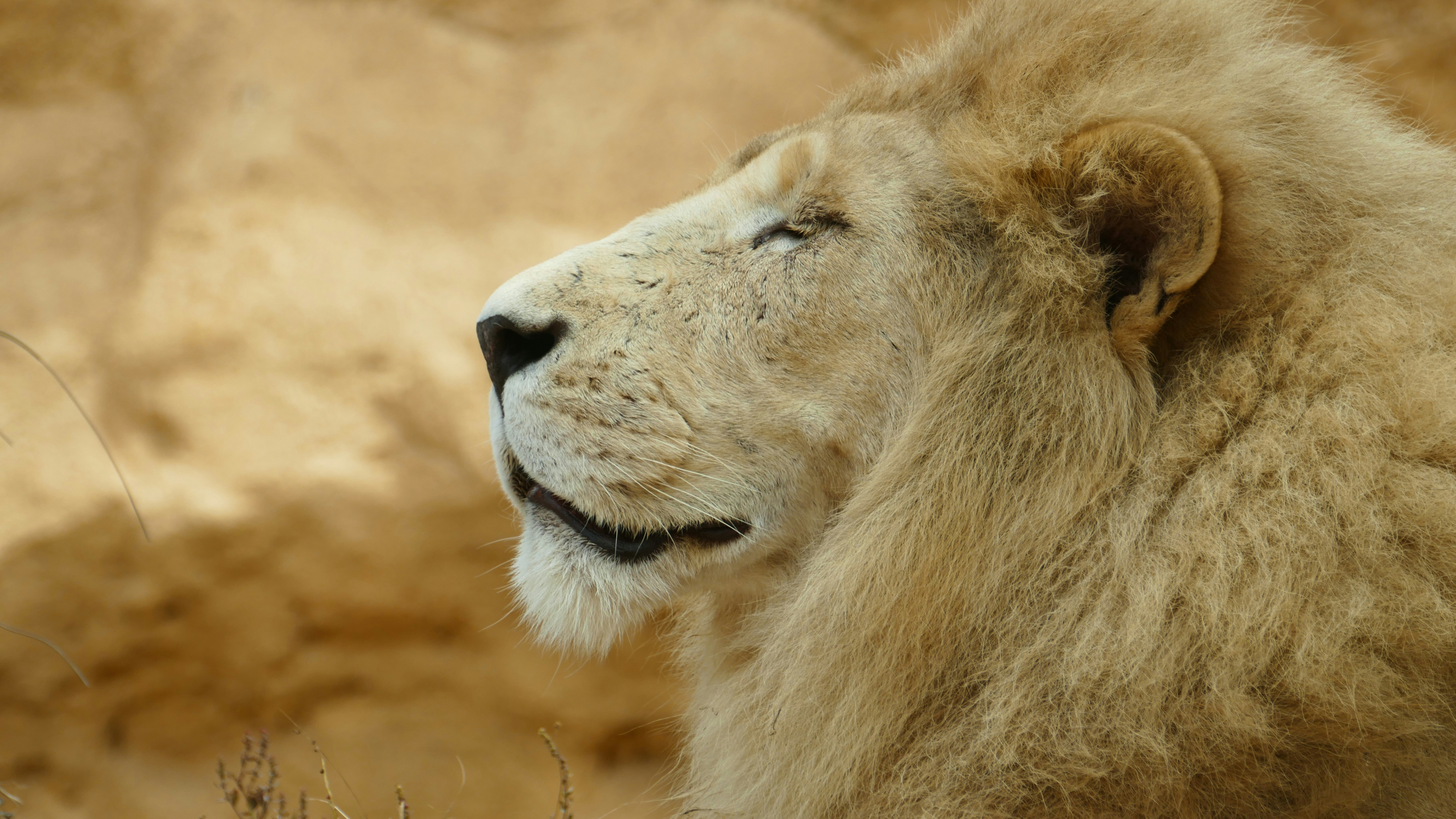 Marking the Kingdom (image credits: unsplash)