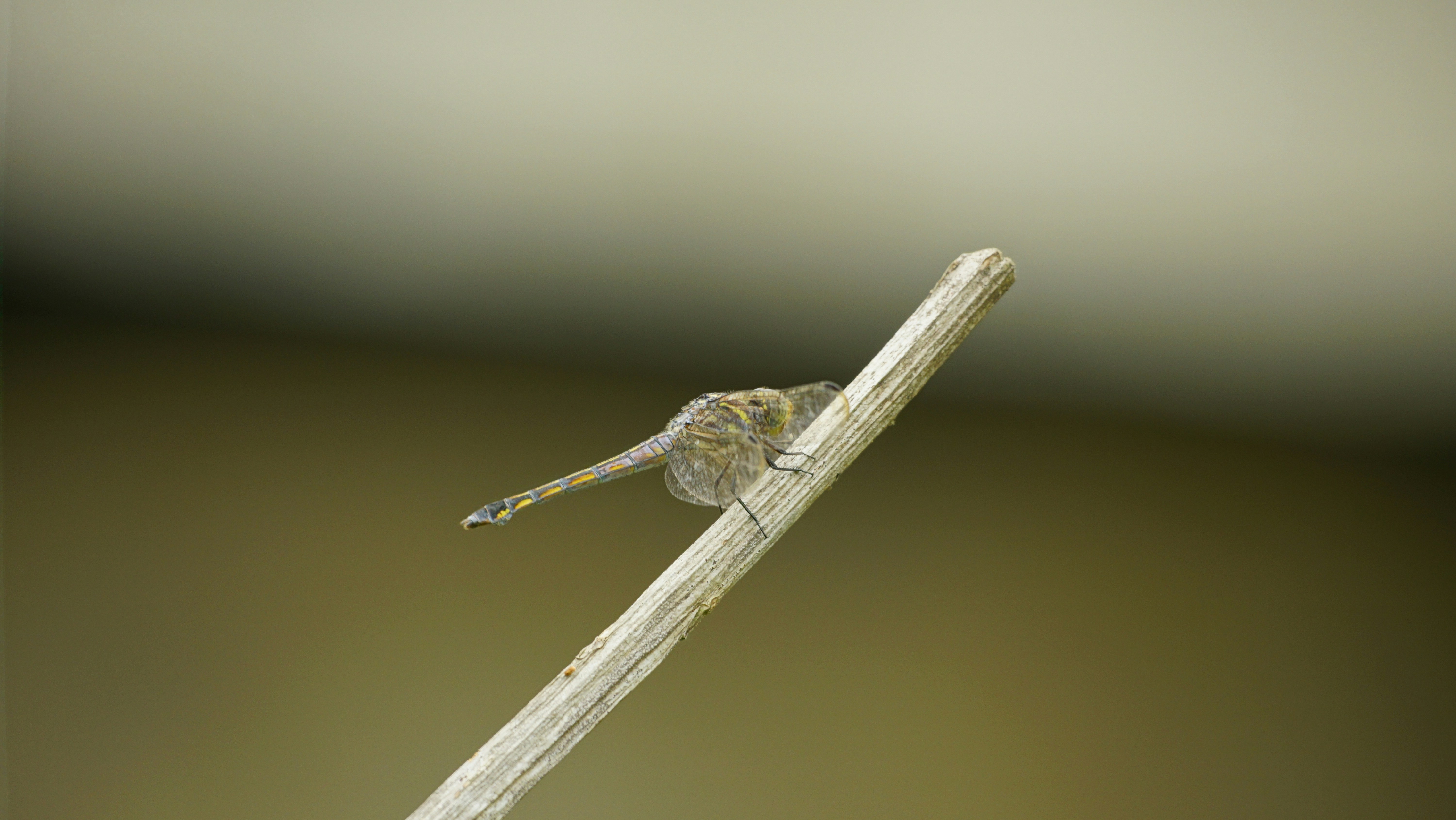 Ako sa chrániť pred odolnými komármi: vedecké metódy