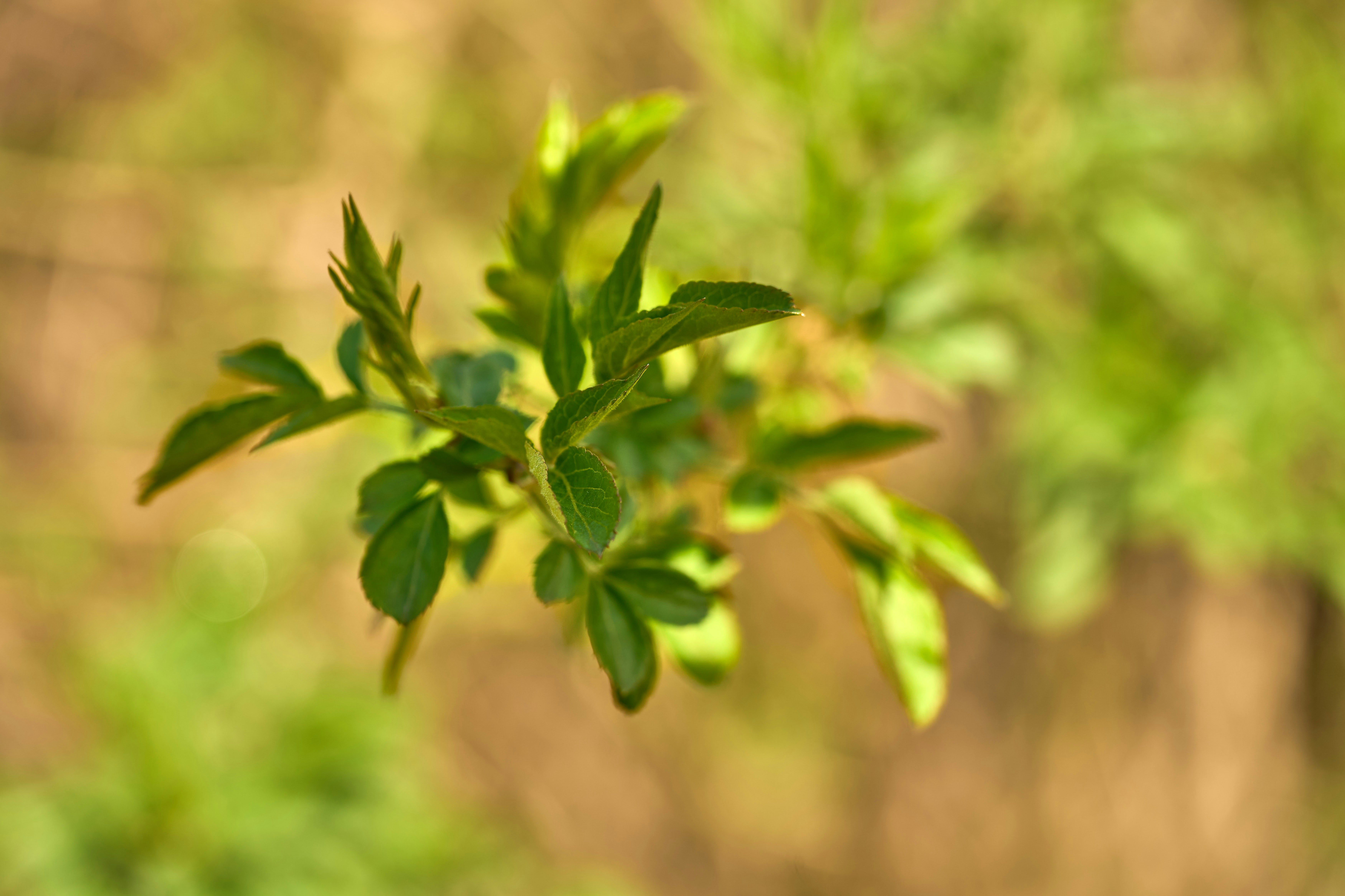 Photo by wolfgang_hasselmann