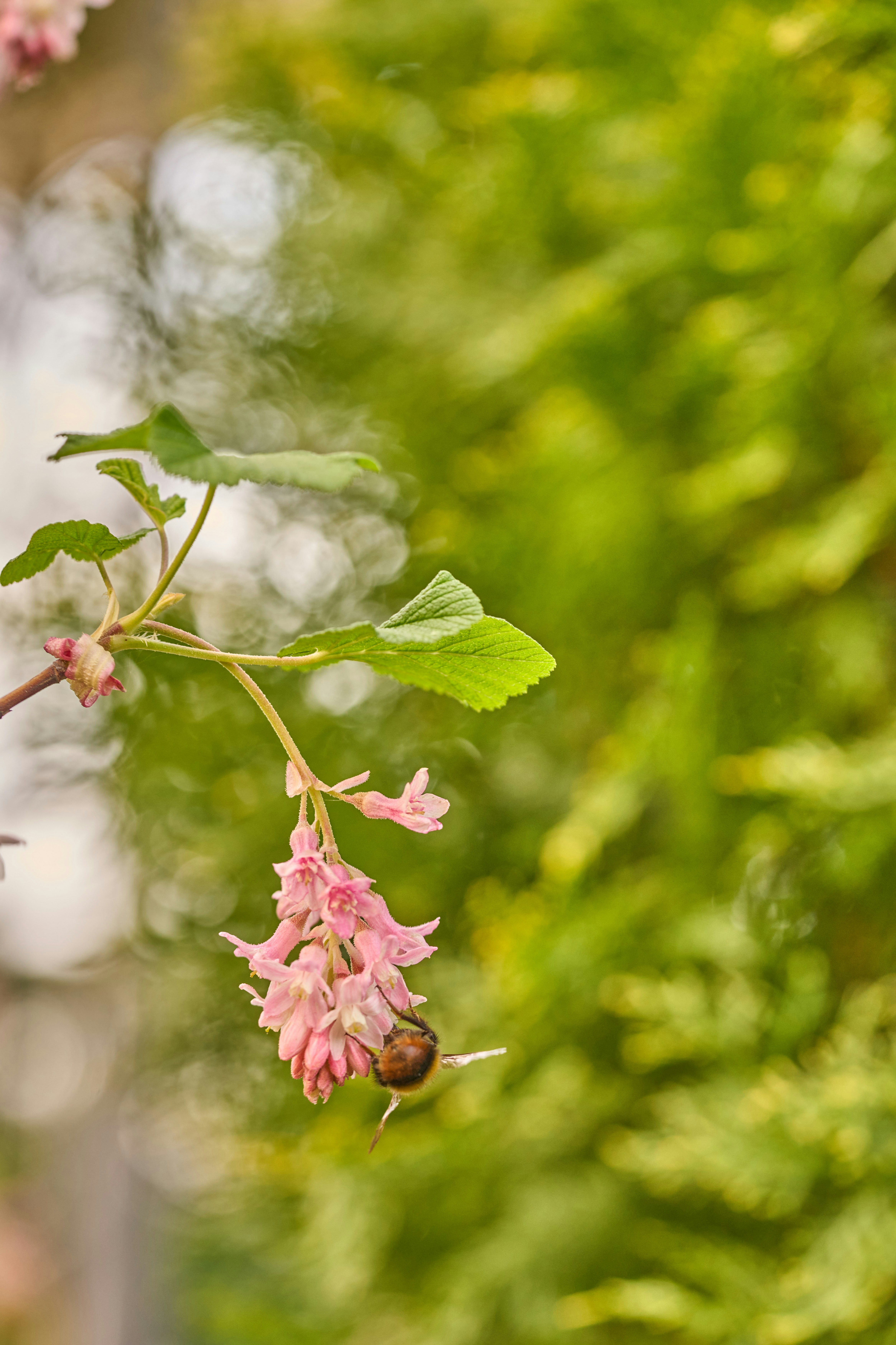 Photo by wolfgang_hasselmann