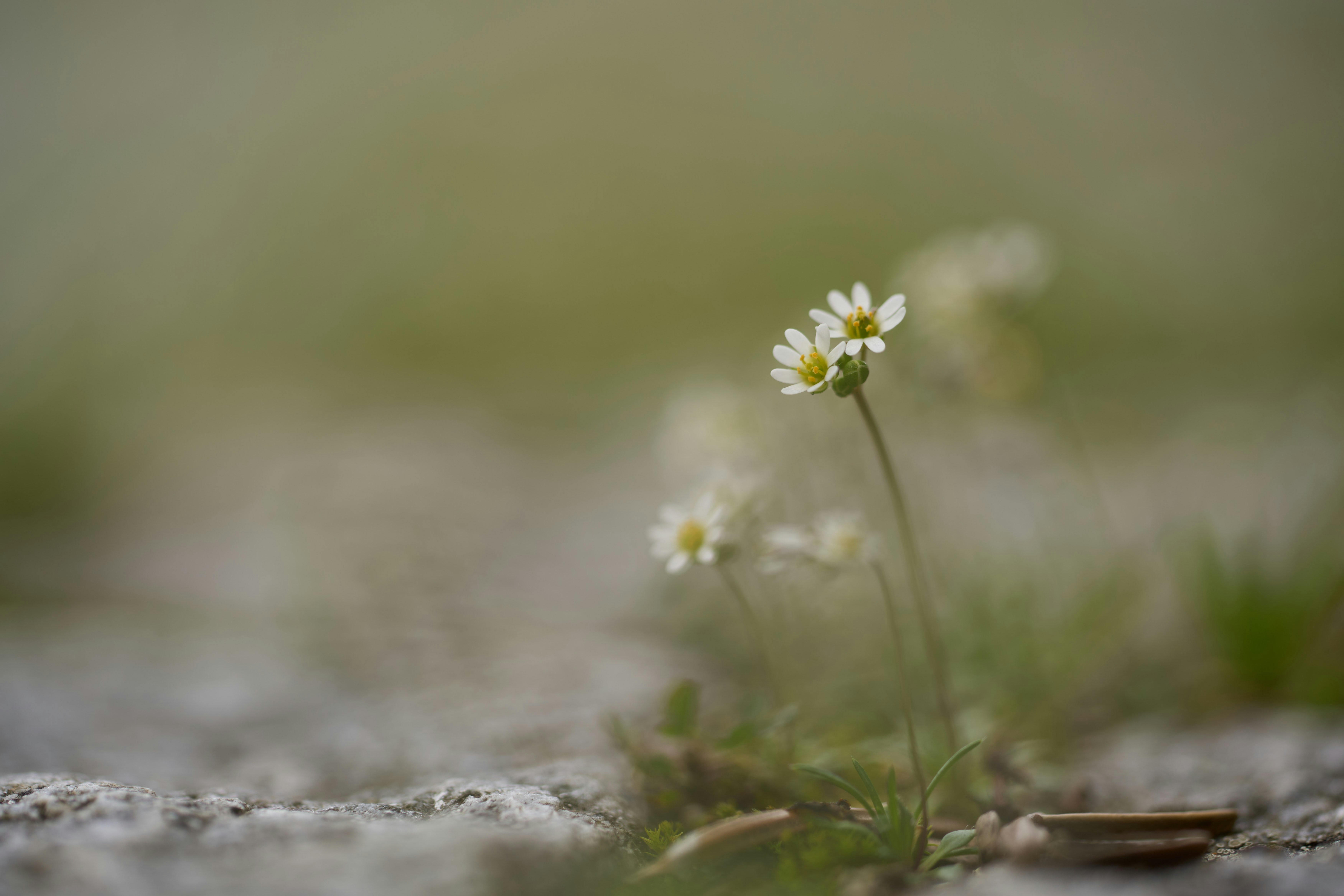 Photo by wolfgang_hasselmann