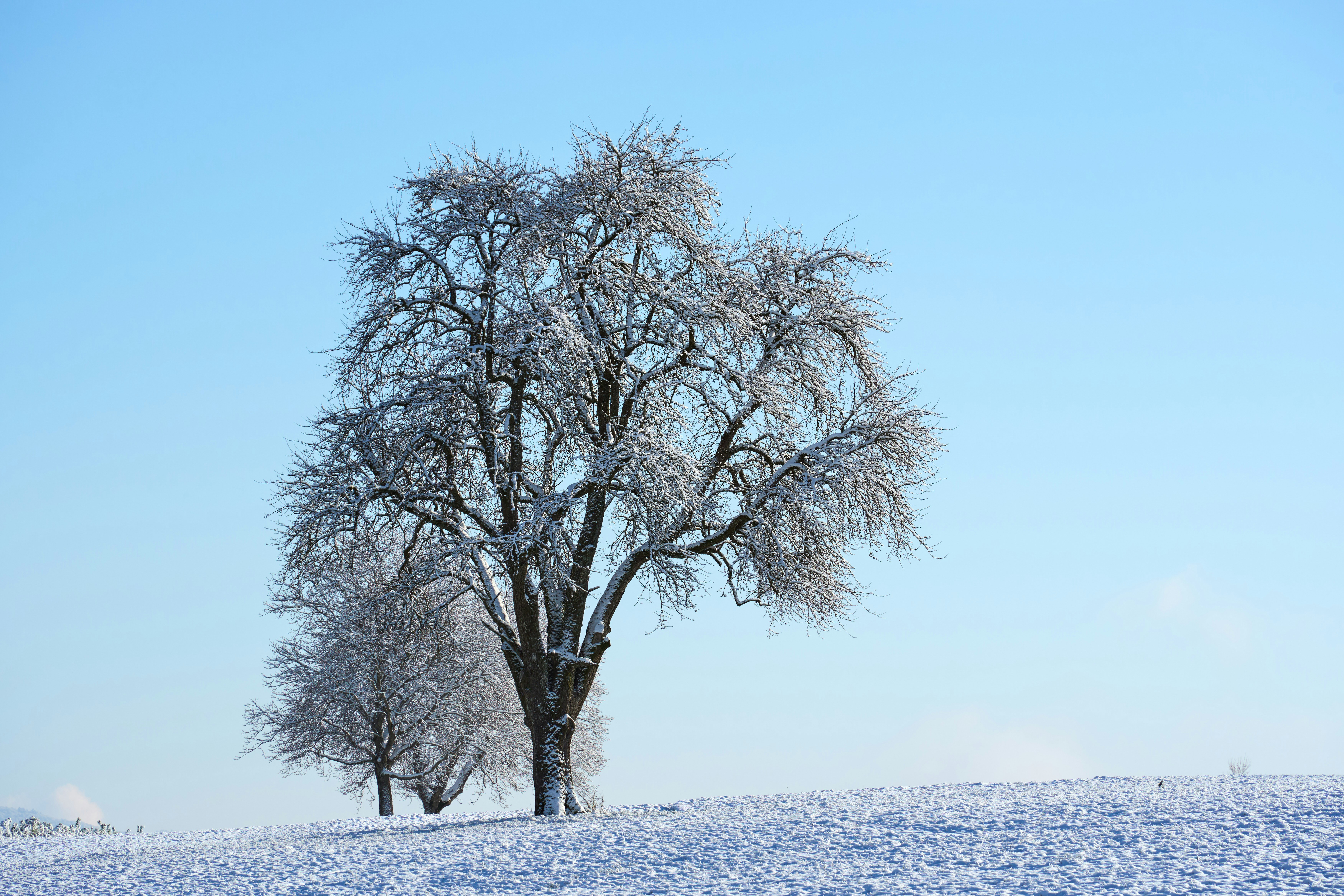 Photo by wolfgang_hasselmann