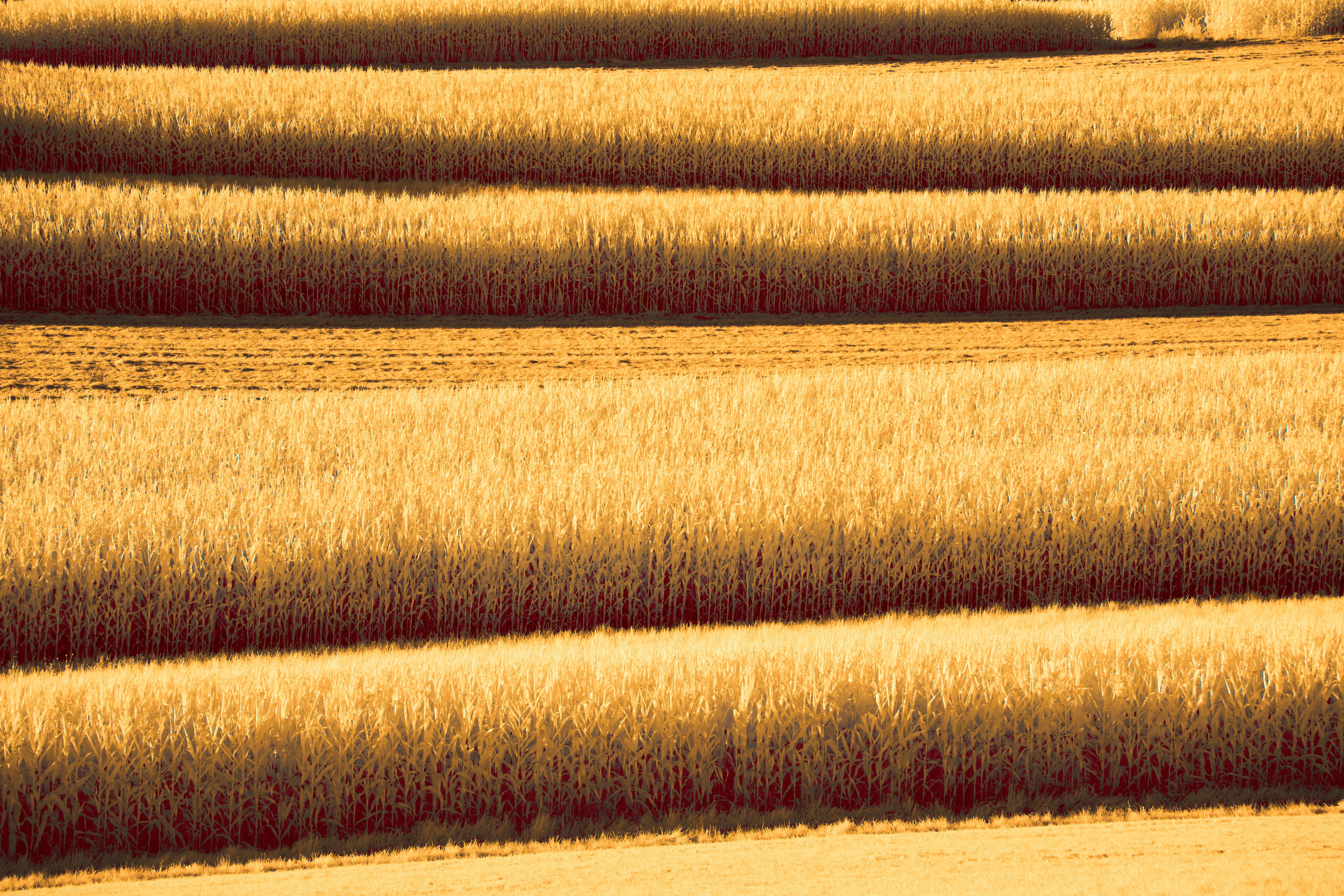 a field of yellow grass with a lone tree in the distance