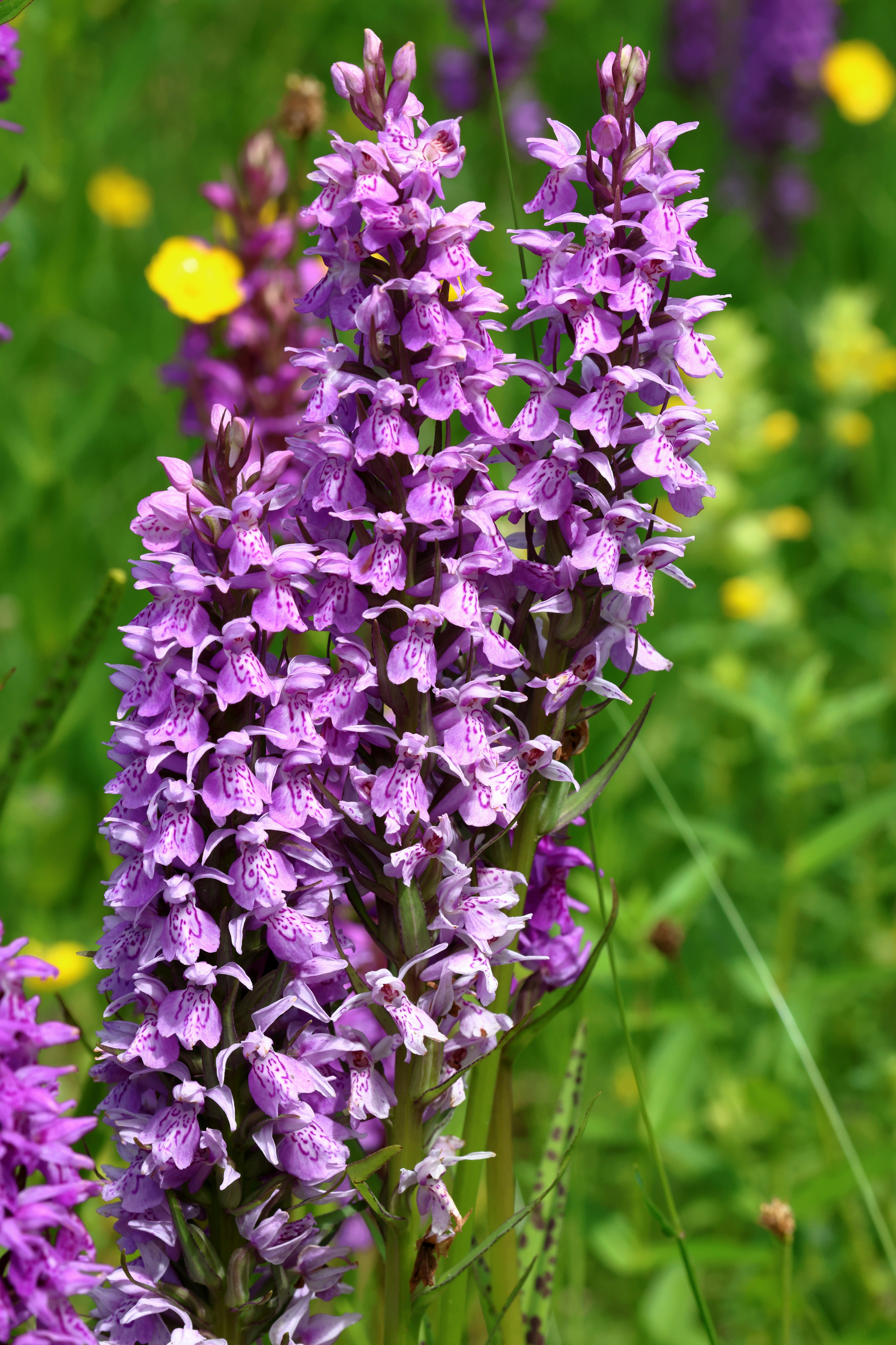 Ein Strauß lila Blumen auf einem Feld