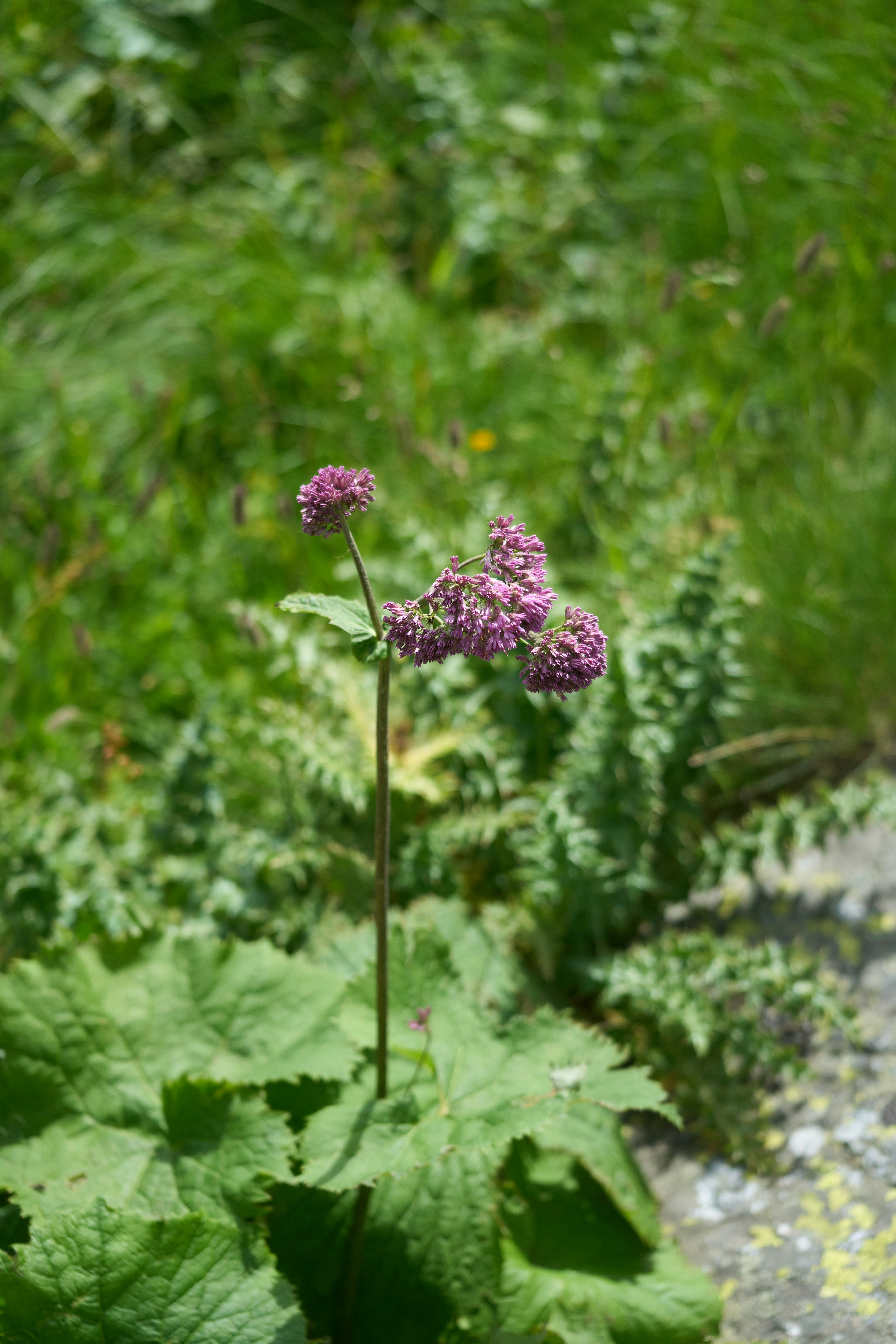 Photo by wolfgang_hasselmann