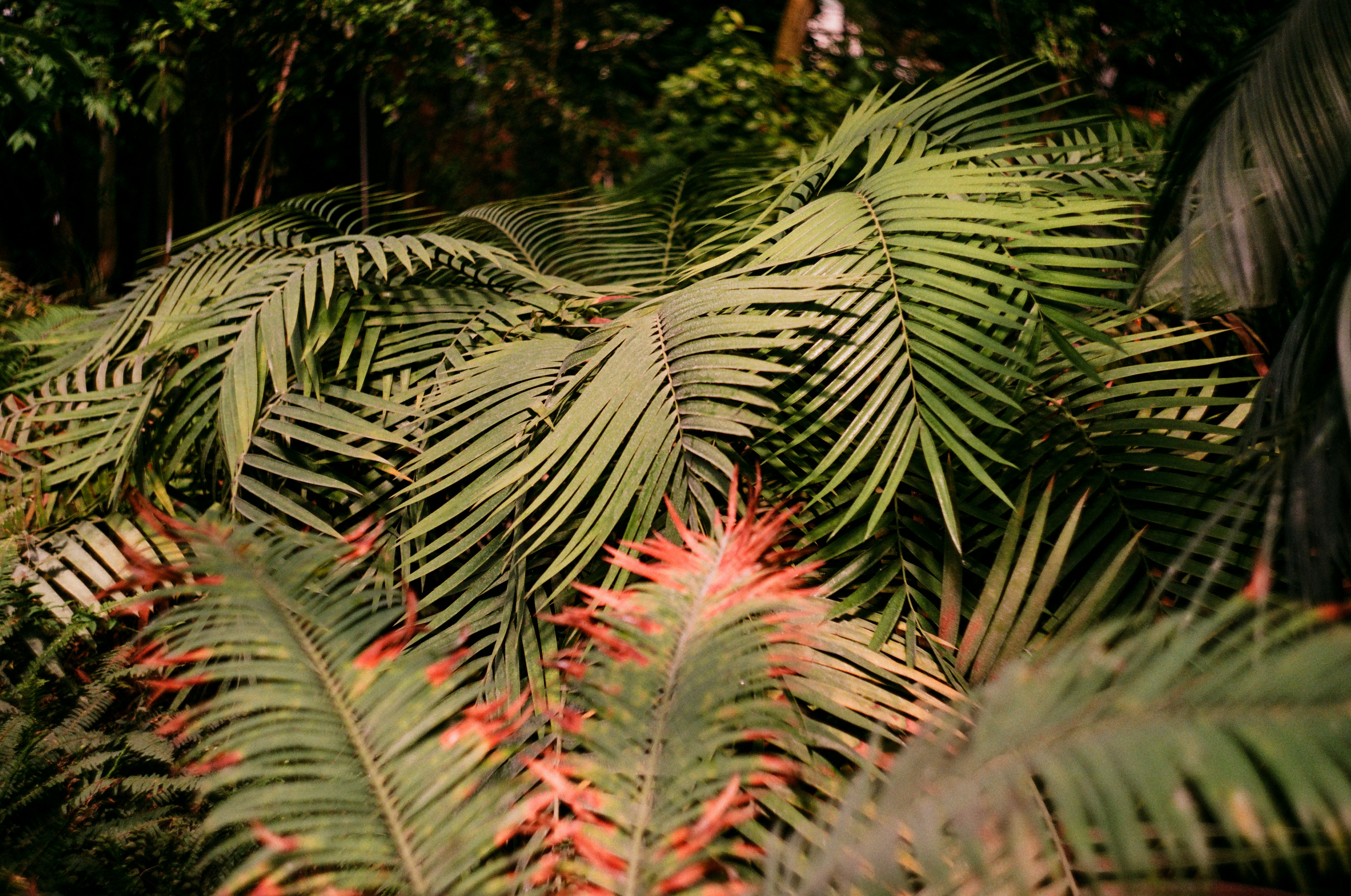 a lush green forest filled with lots of trees