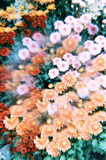 a close up of a bunch of flowers