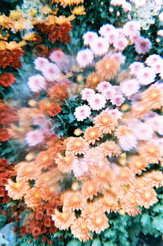 a close up of a bunch of flowers