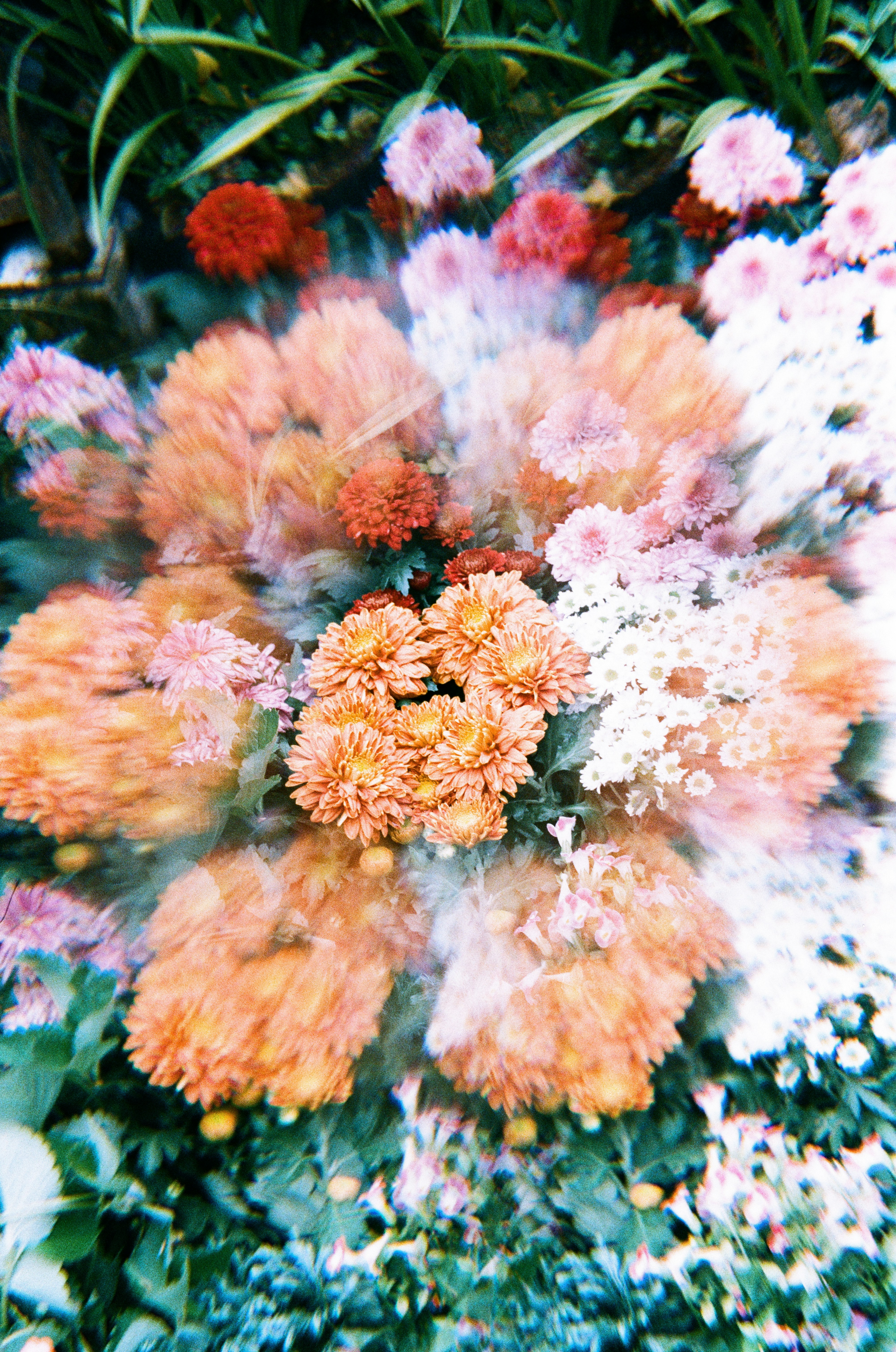 a bunch of flowers that are in the grass