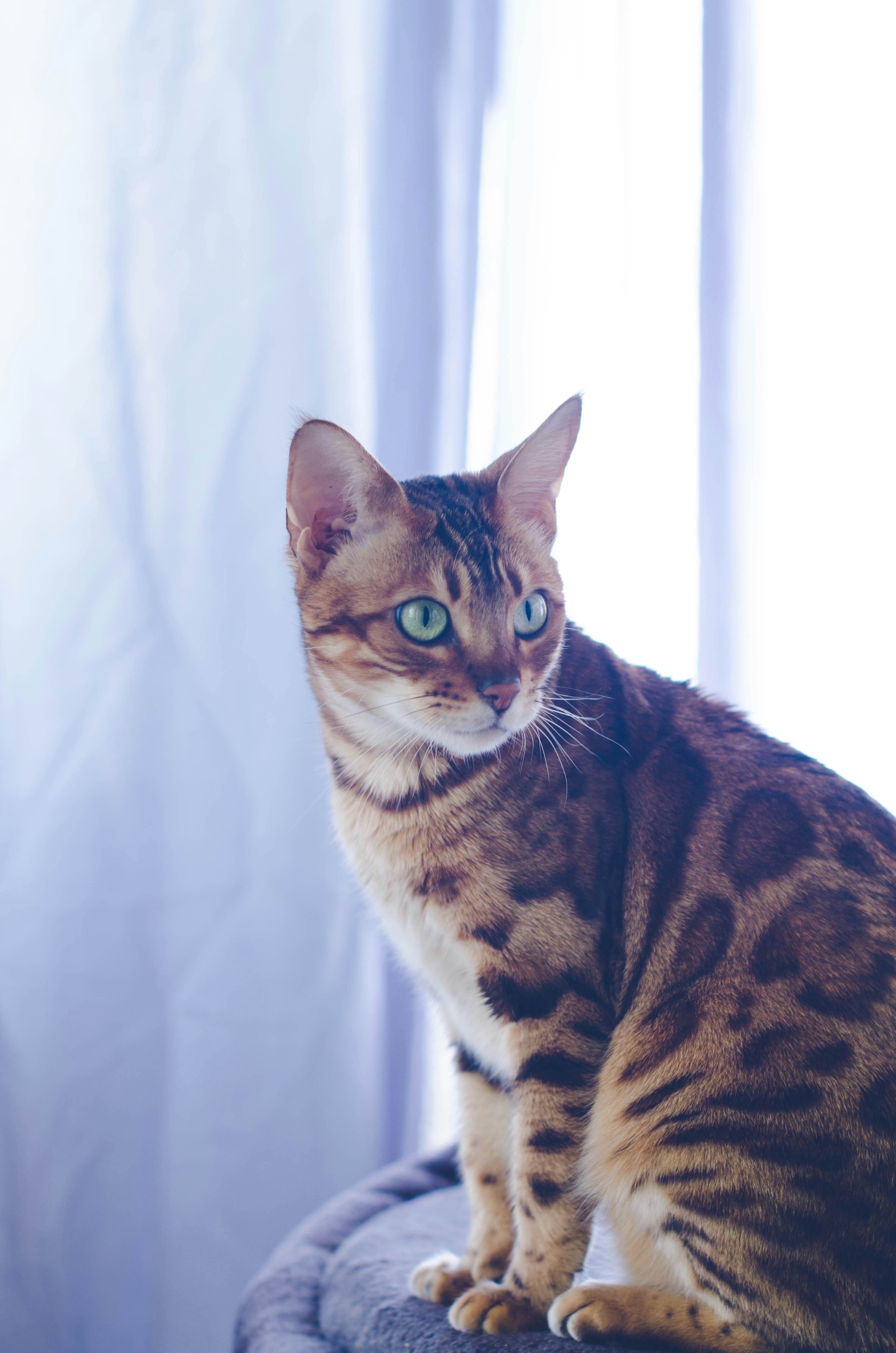 a cat sitting on top of a chair next to a window