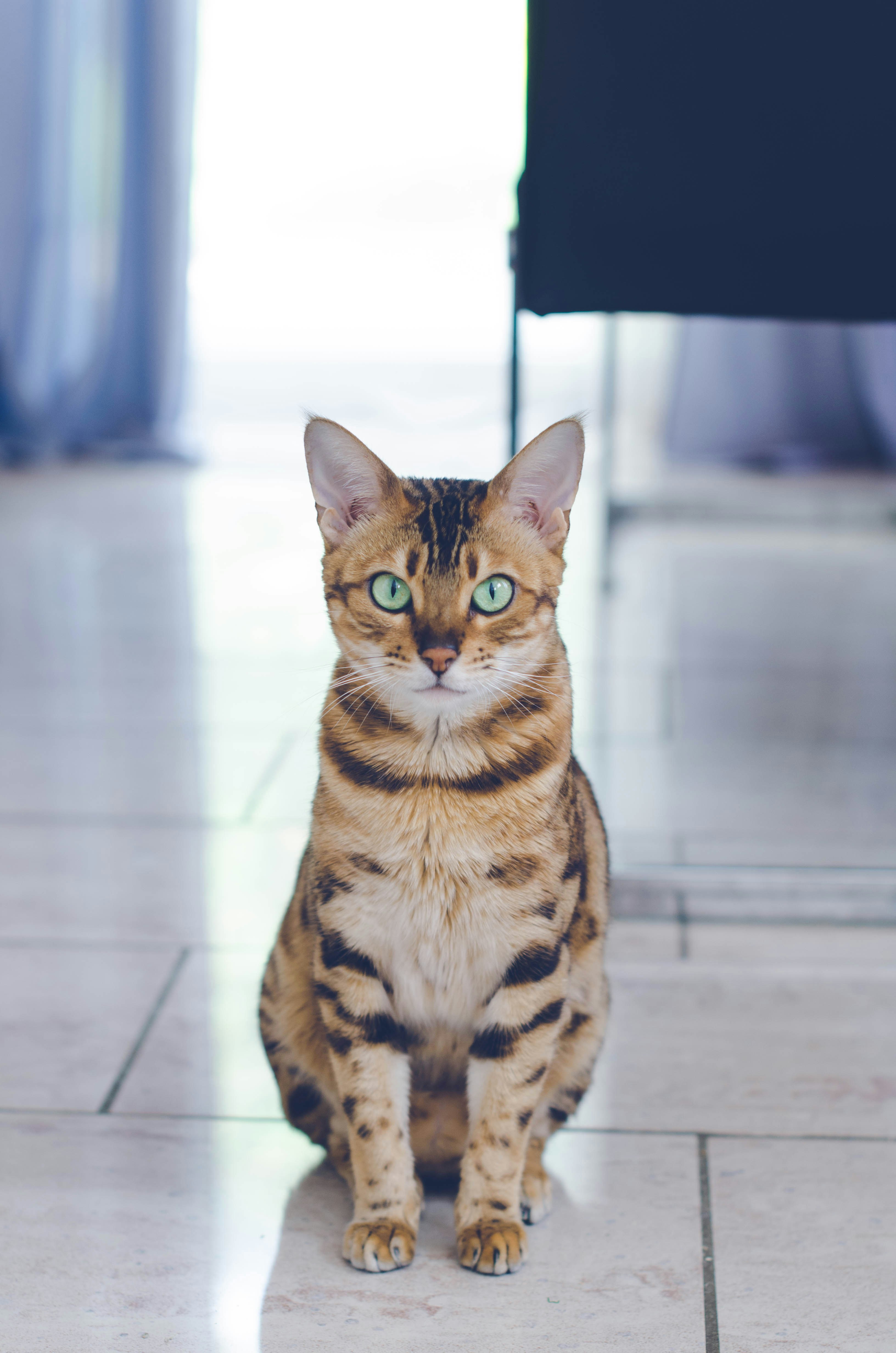 A cat sitting on a tile floor next to a chair