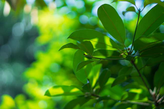 a close up of a green leafy tree
