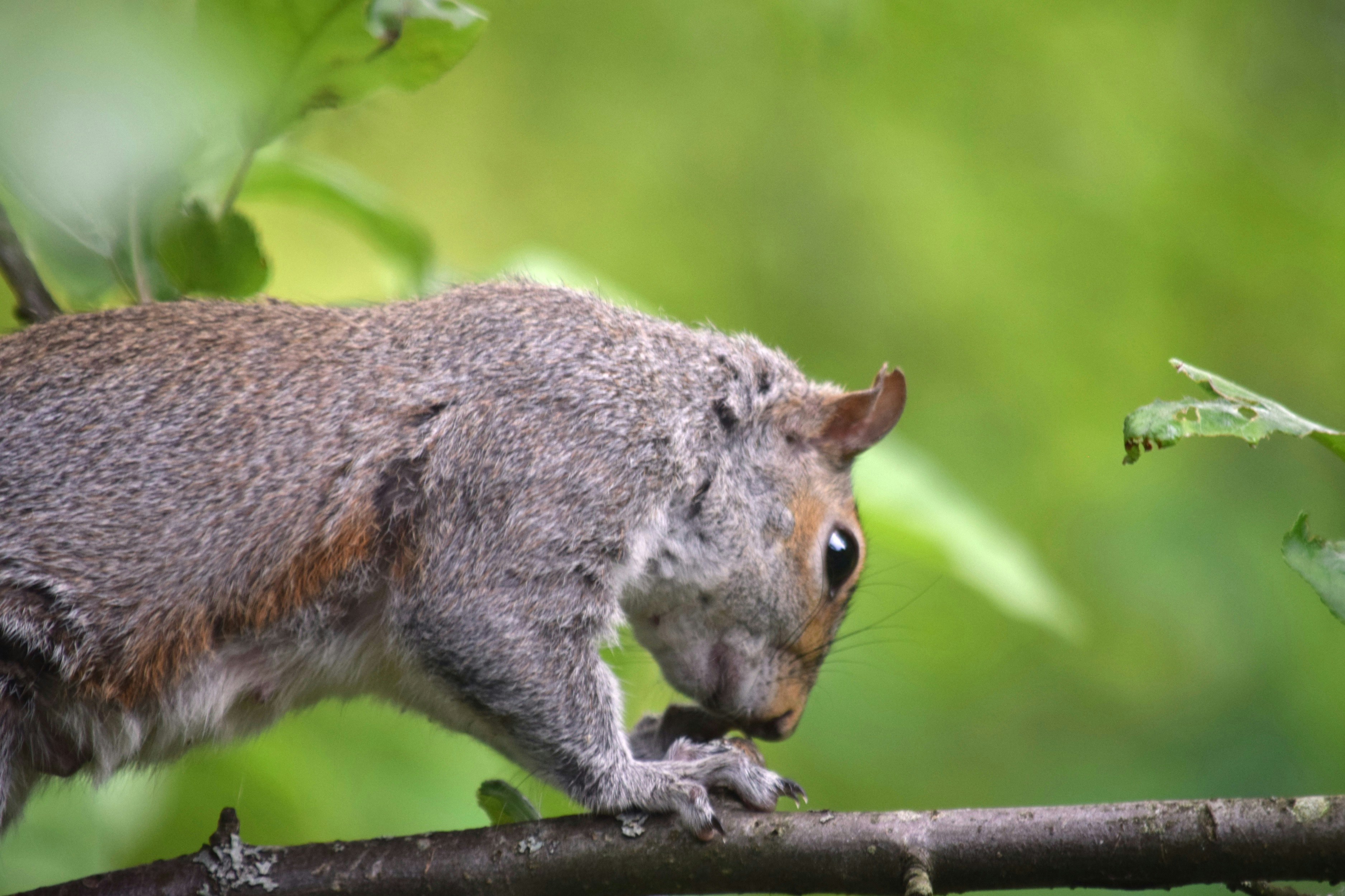 a squirrel is standing on a tree branch