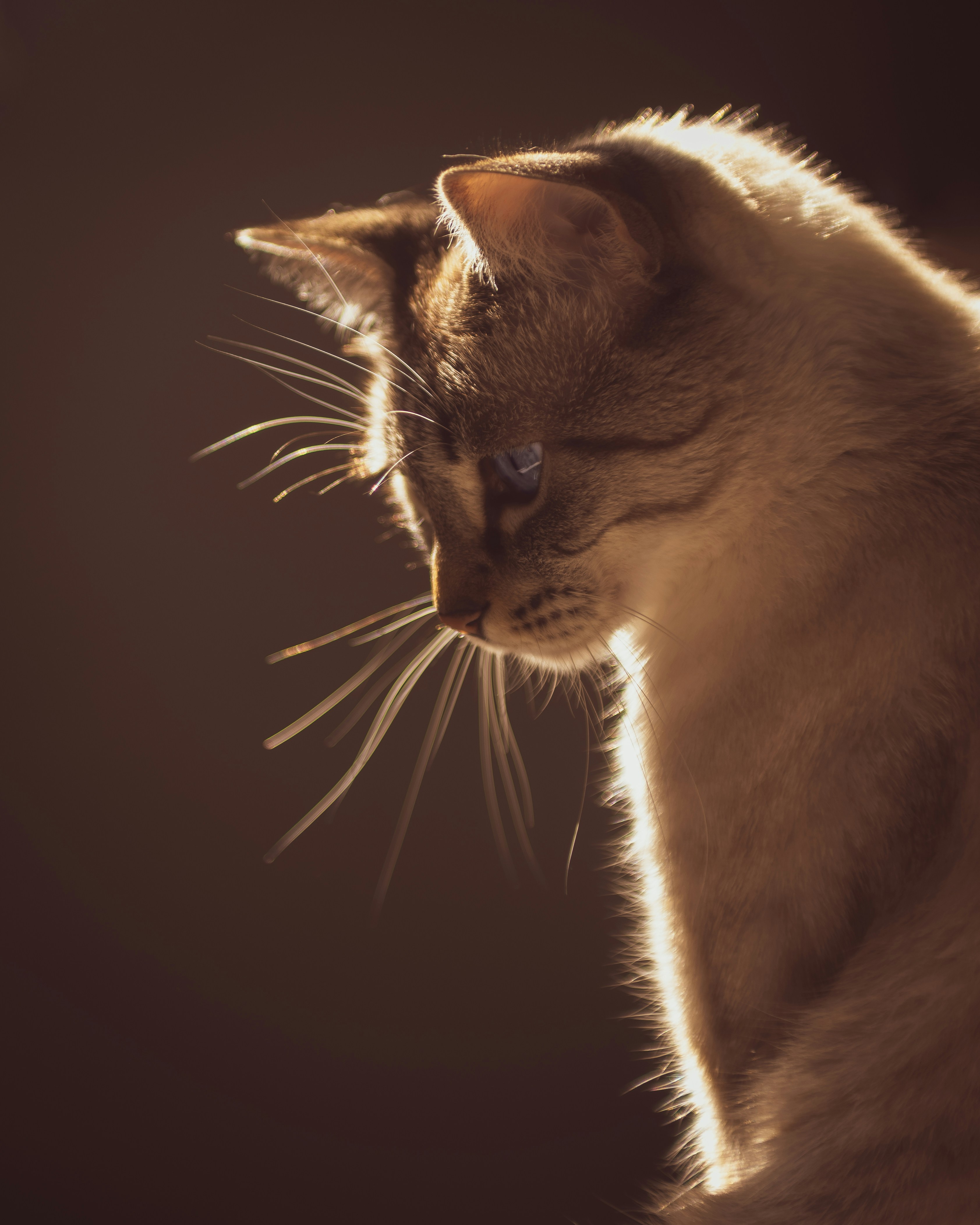 a close up of a cat with a dark background