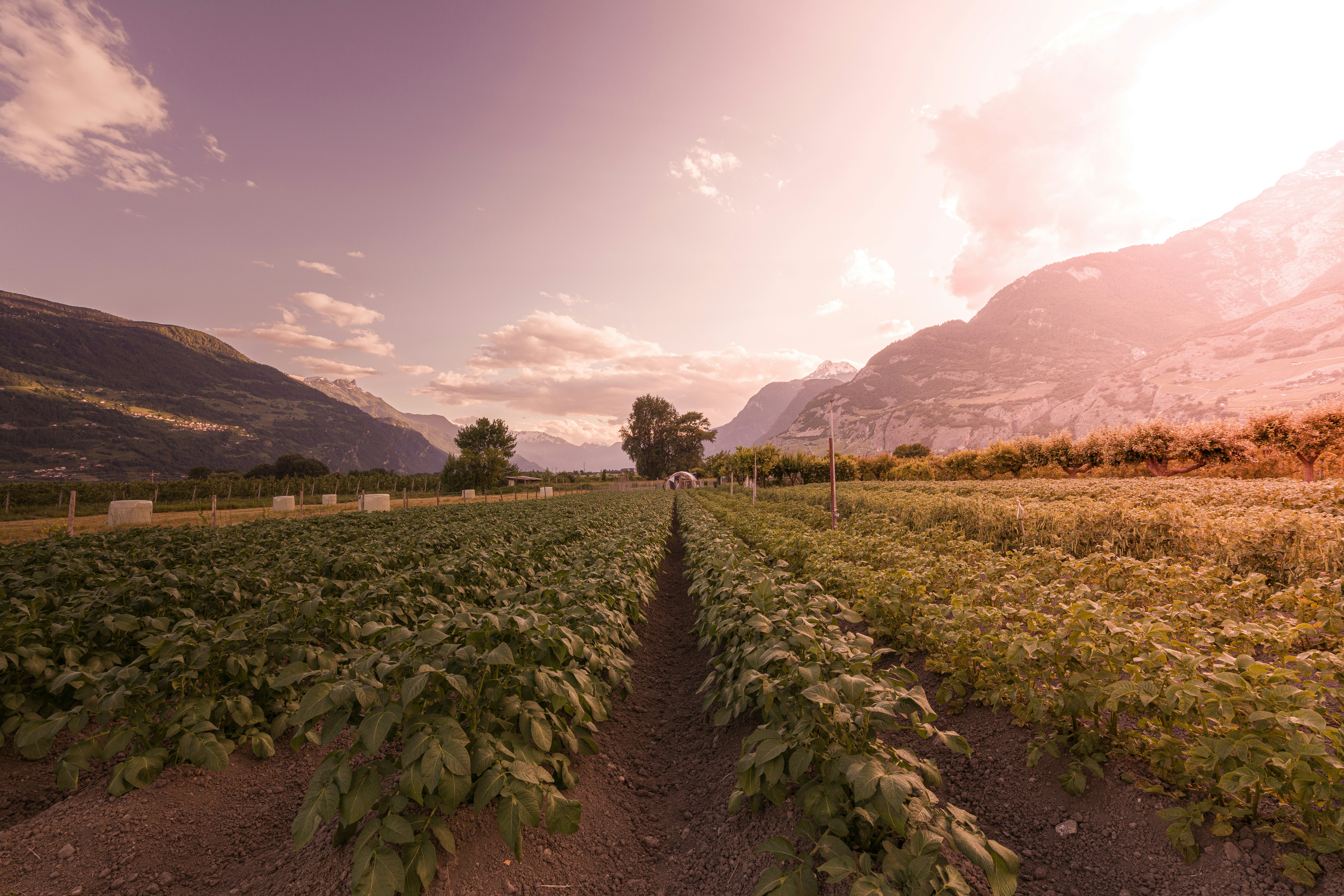 Canada, Mexico look to bolster agri-food trade