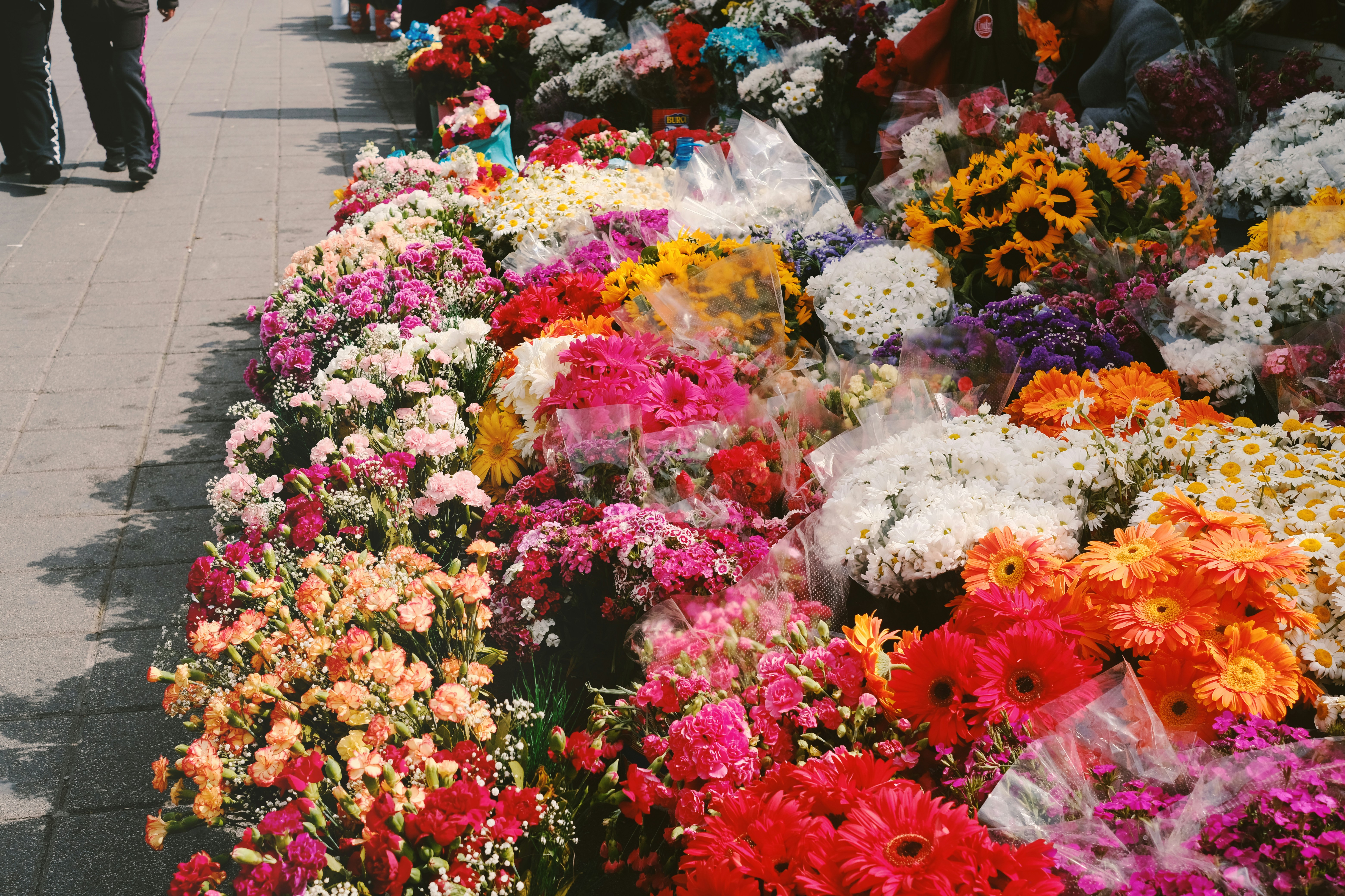 Understanding ‍THCa Flower‍ Laws across ⁤Legal States and What Consumers⁤ Need to No