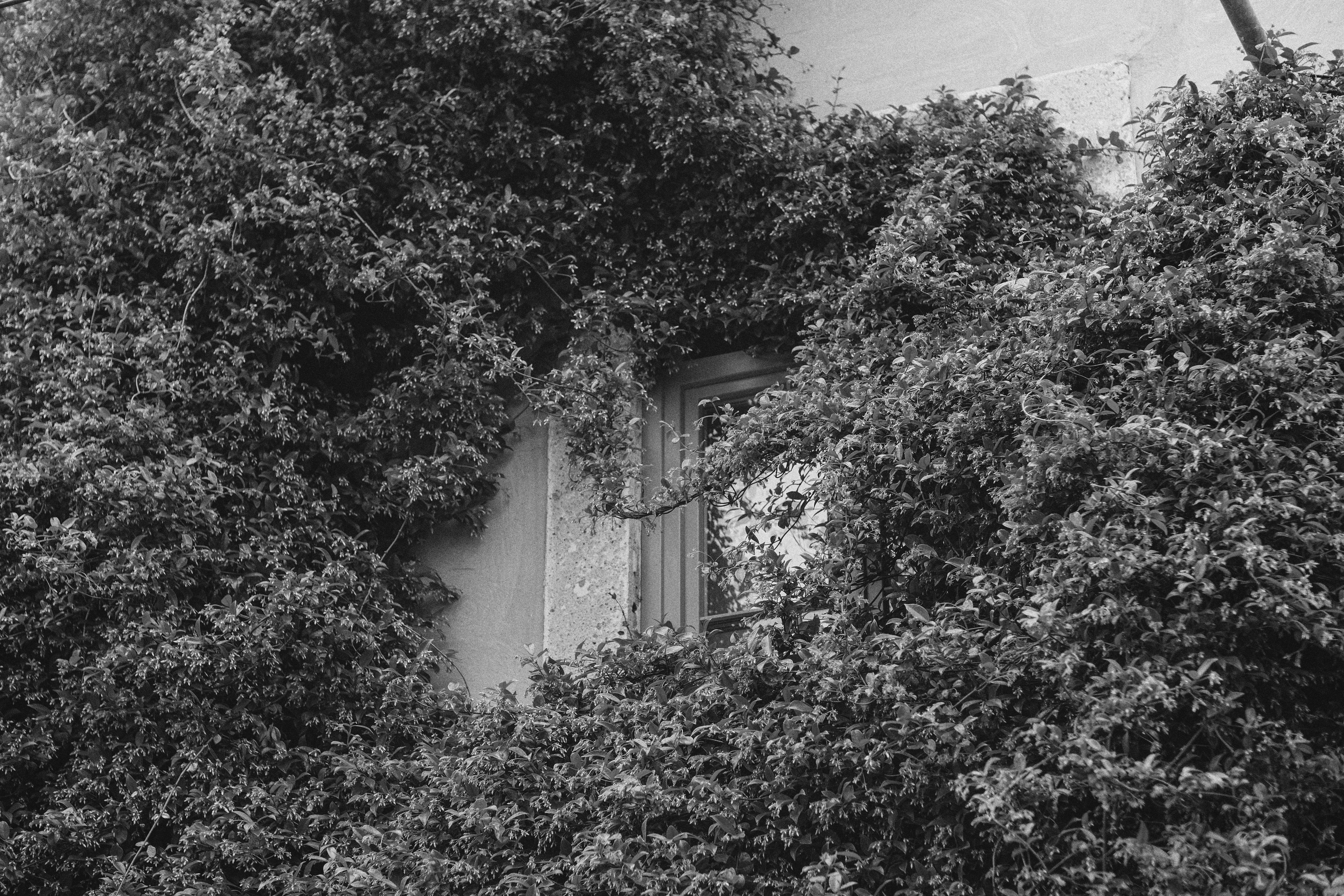 a black and white photo of a window surrounded by trees