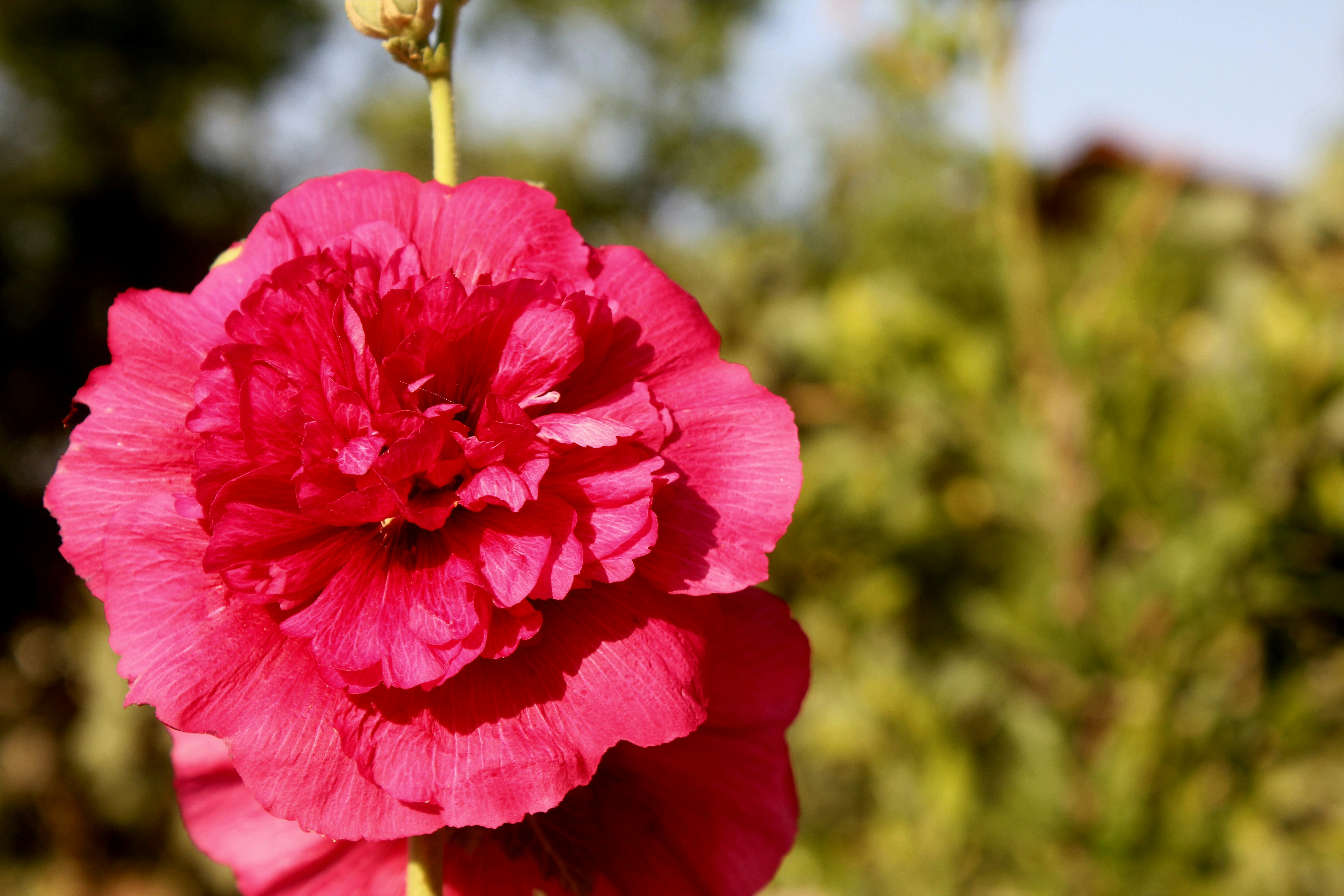 Photo by manavimoghadam