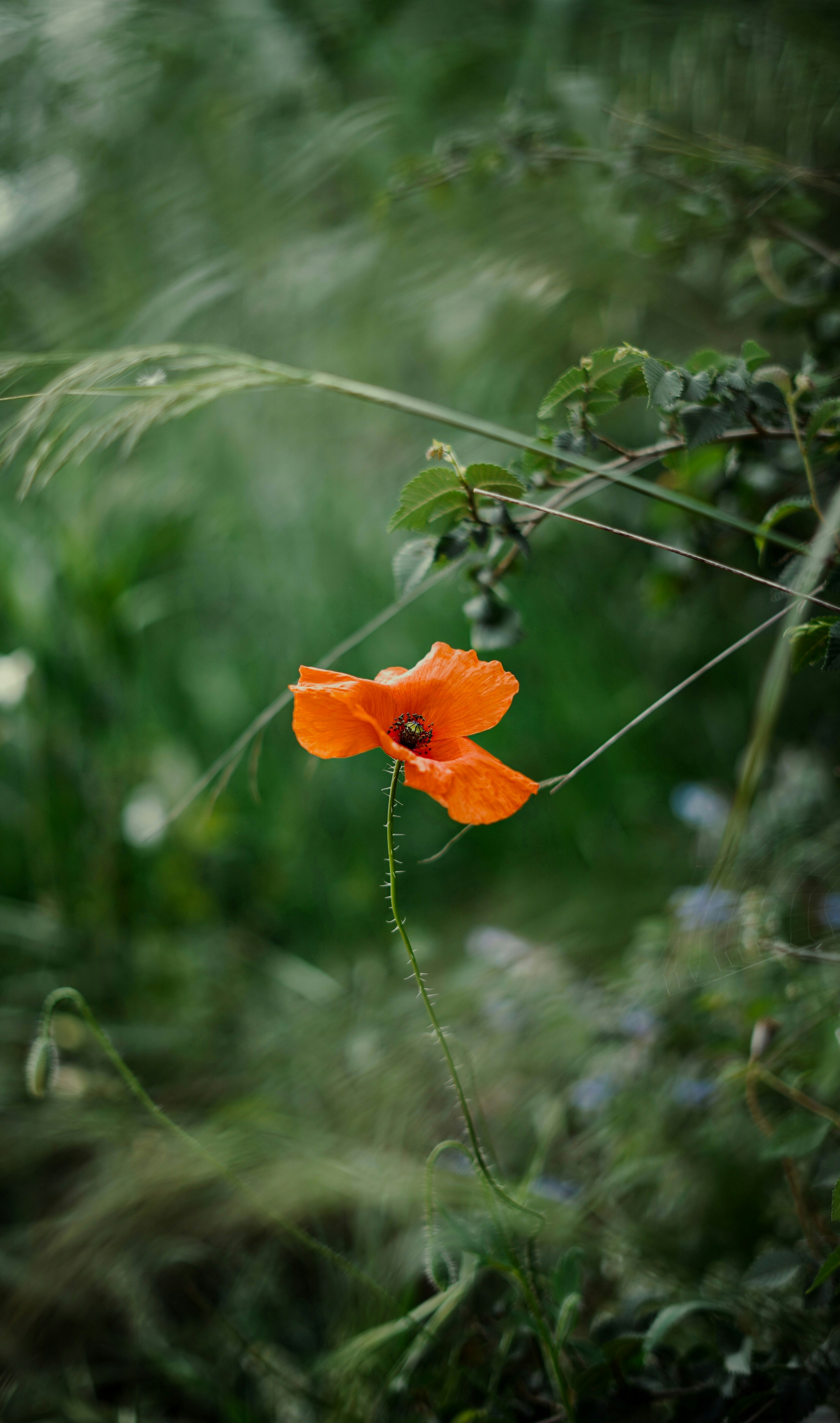 Photo by uriocallaghan