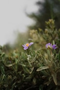 a small purple flower sitting on top of a green bush