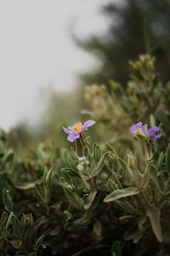 a small purple flower sitting on top of a green bush