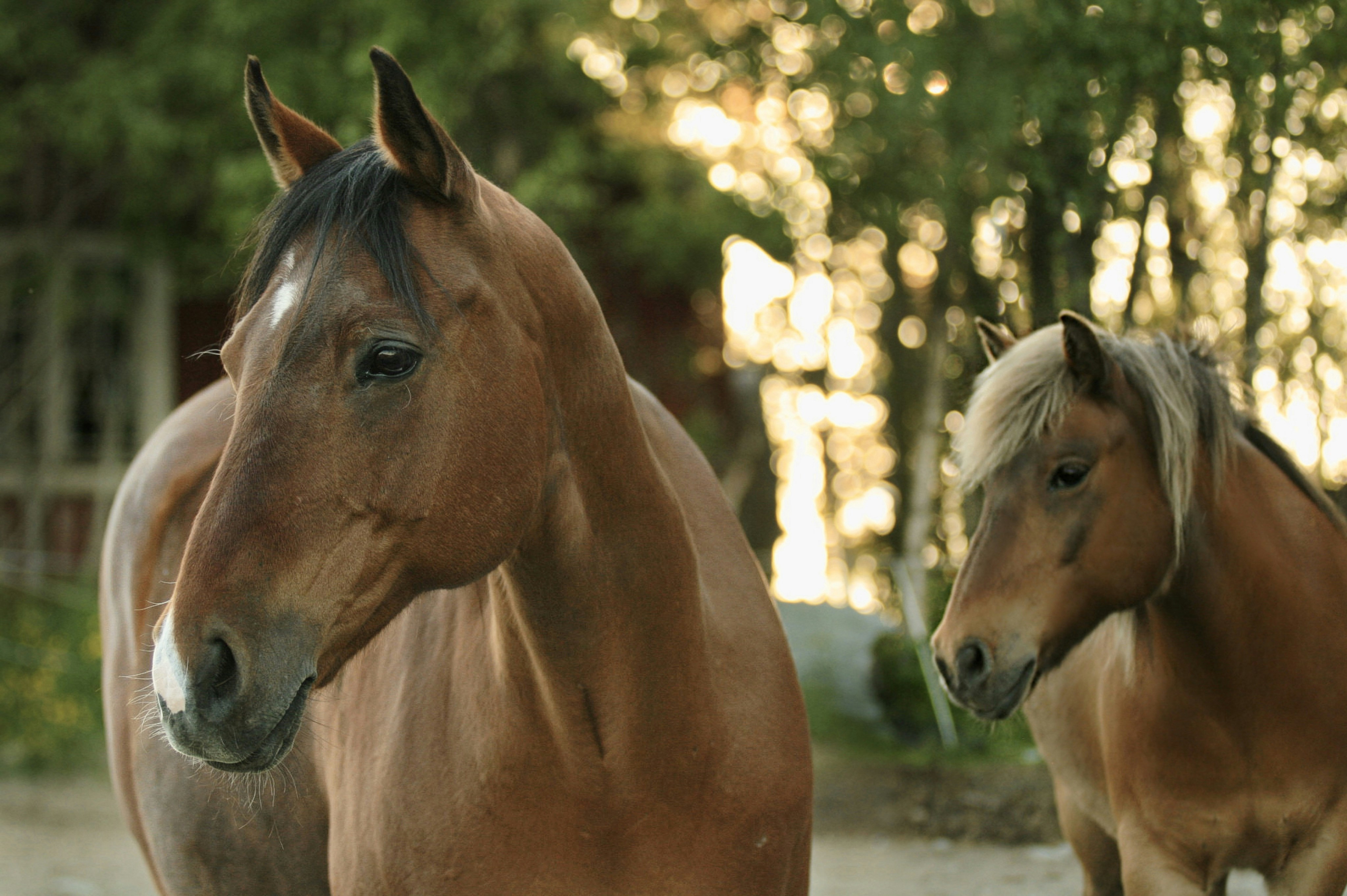 a couple of brown horses standing next to each other