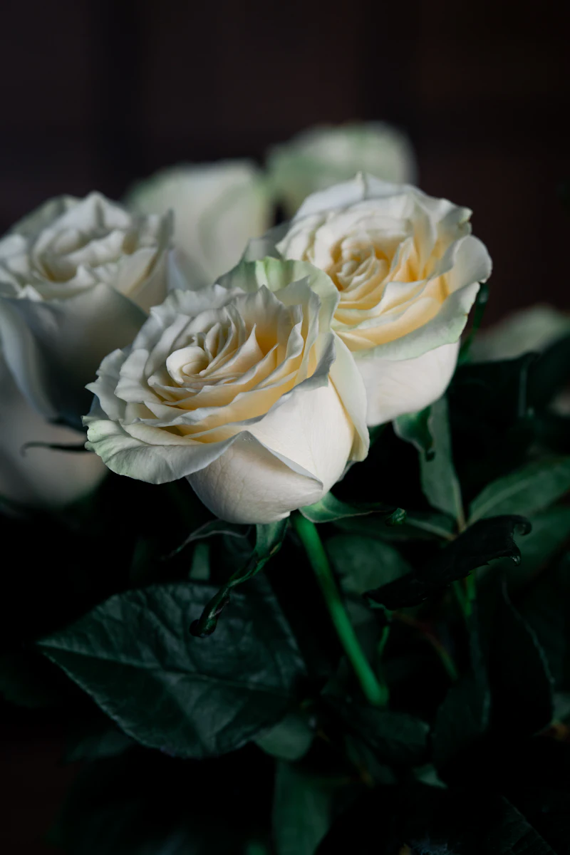 Rose bianche su sfondo scuro