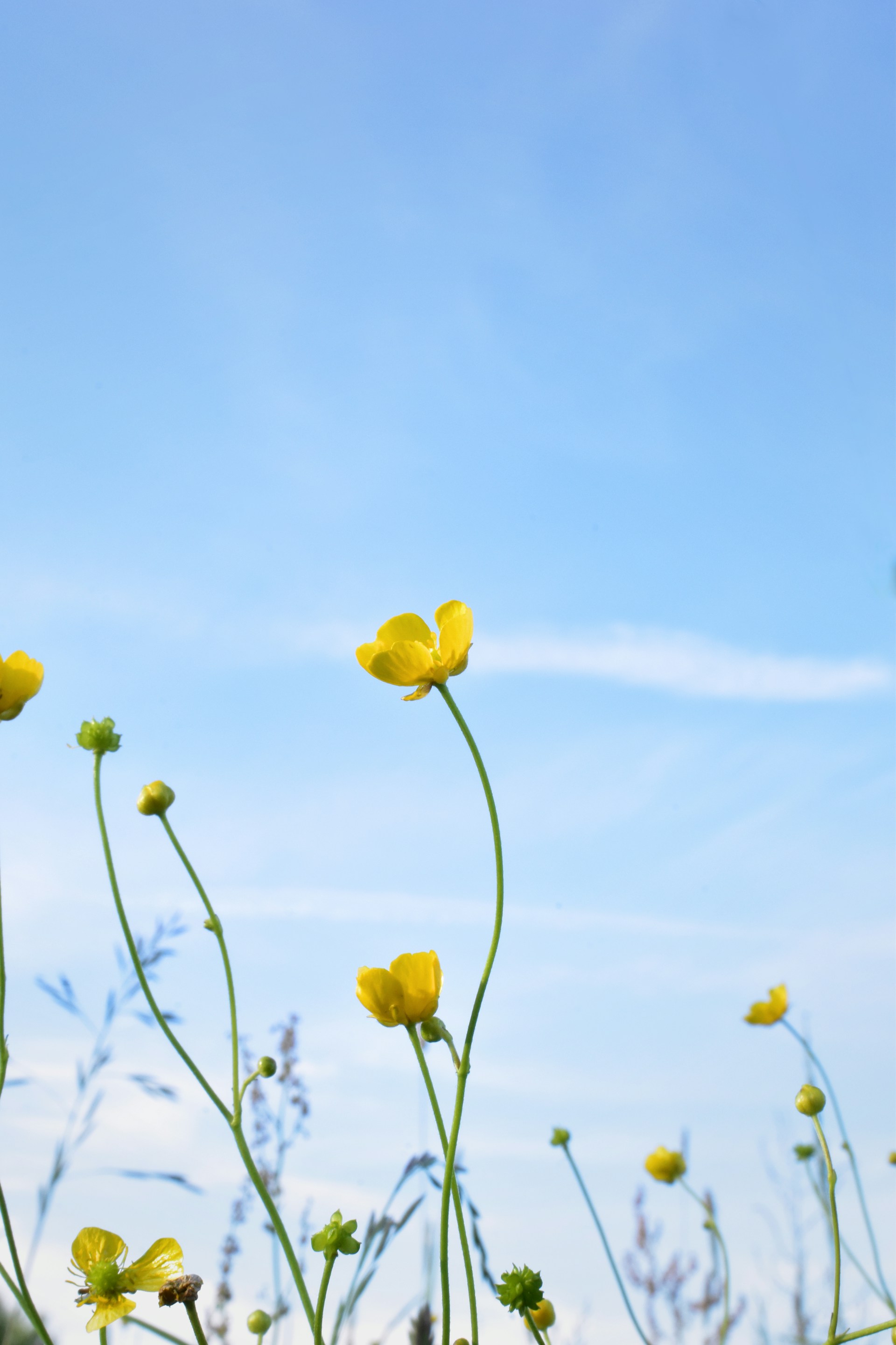 a field of yellow flowers with a blue sky in the background
