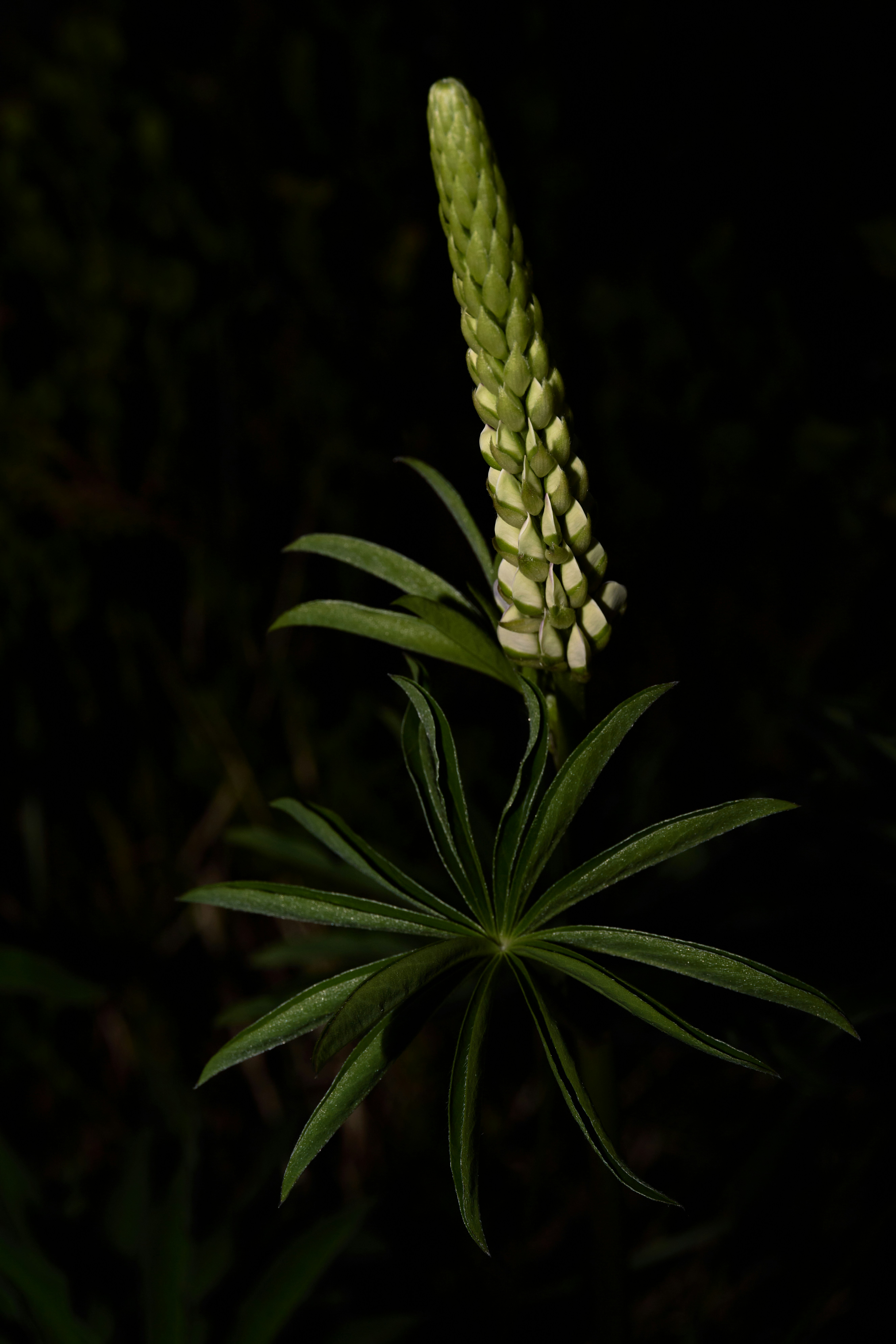 Photo by davotibarna