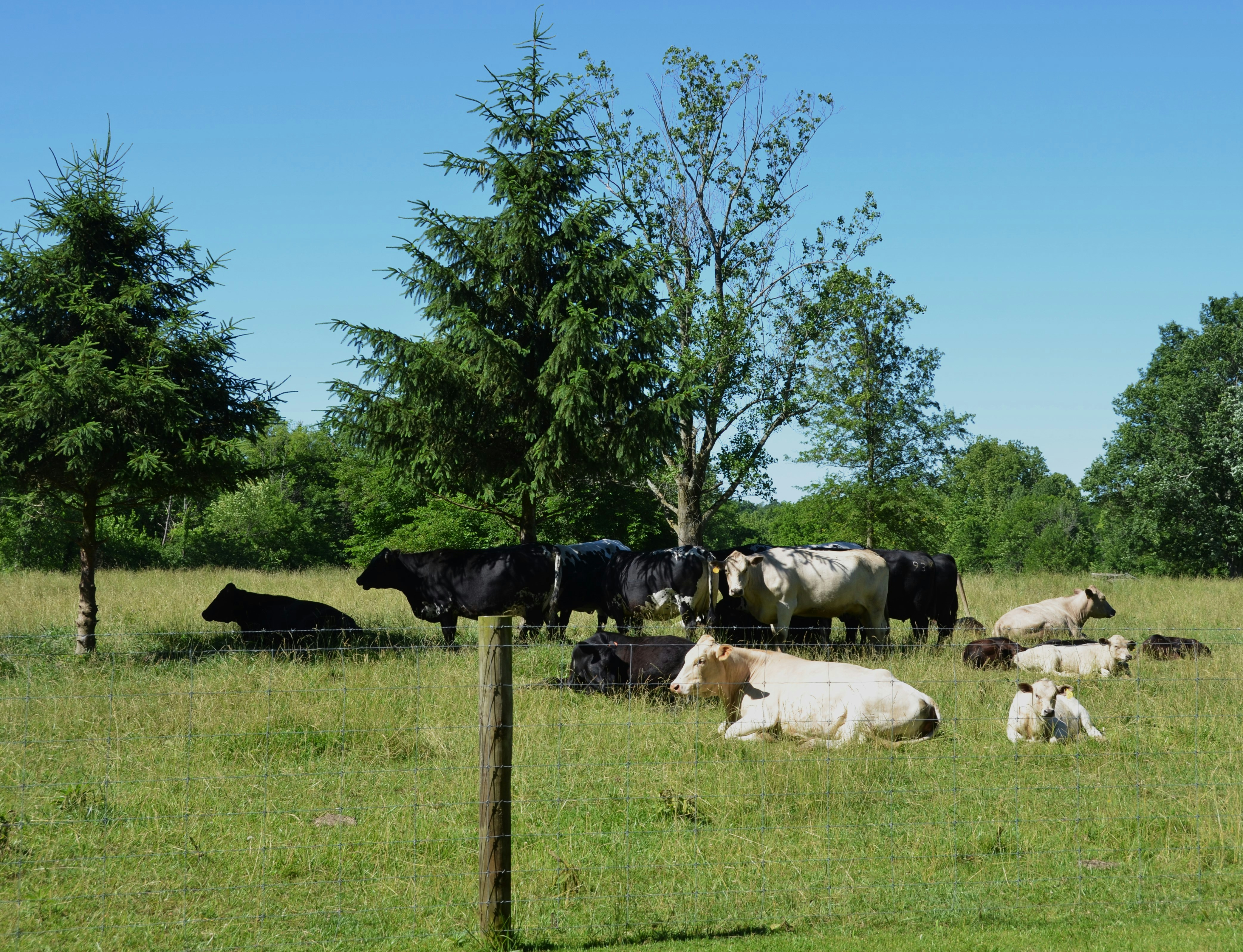 a herd of cattle grazing on a lush green field