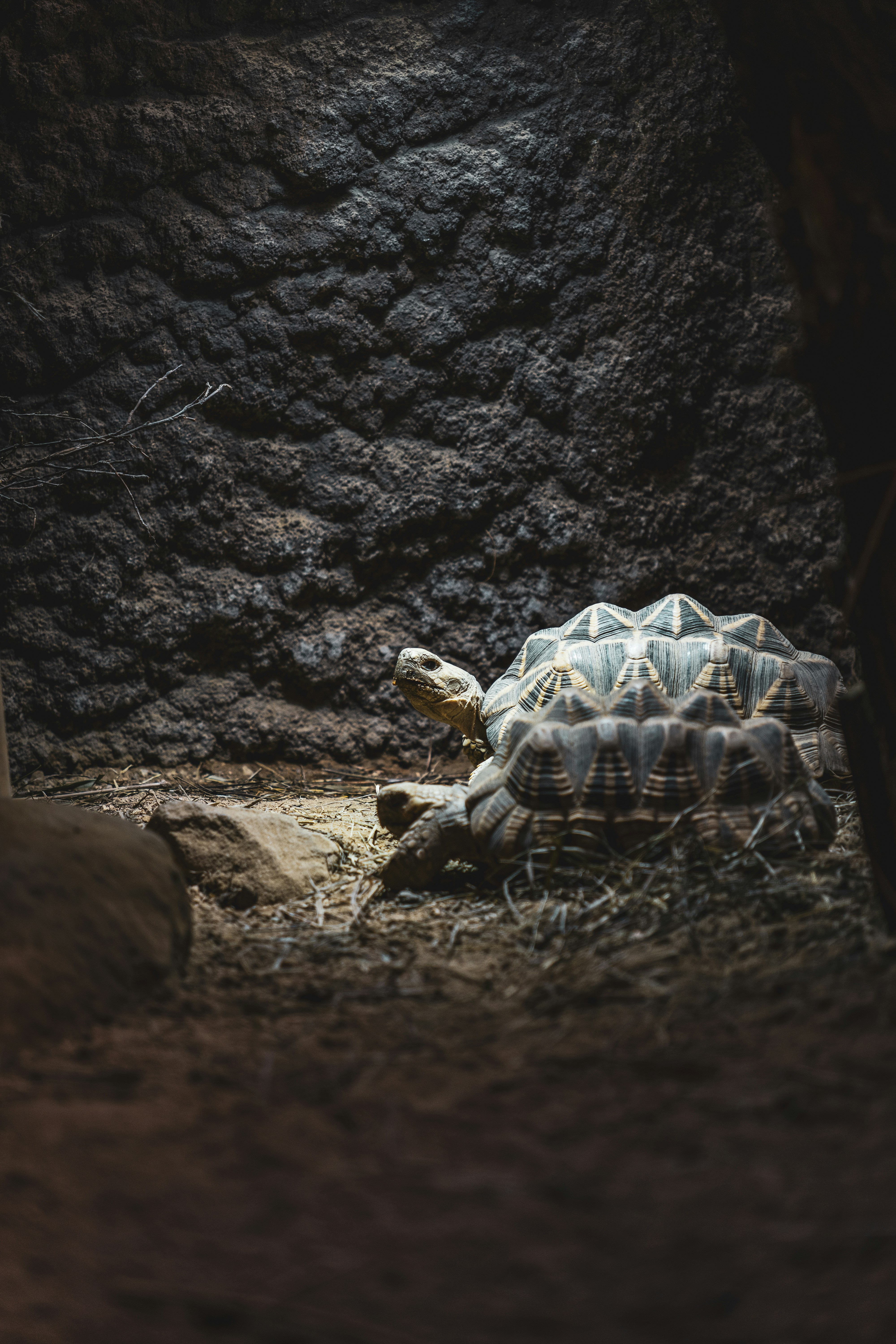 Image of a properly set-up indoor tortoise enclosure