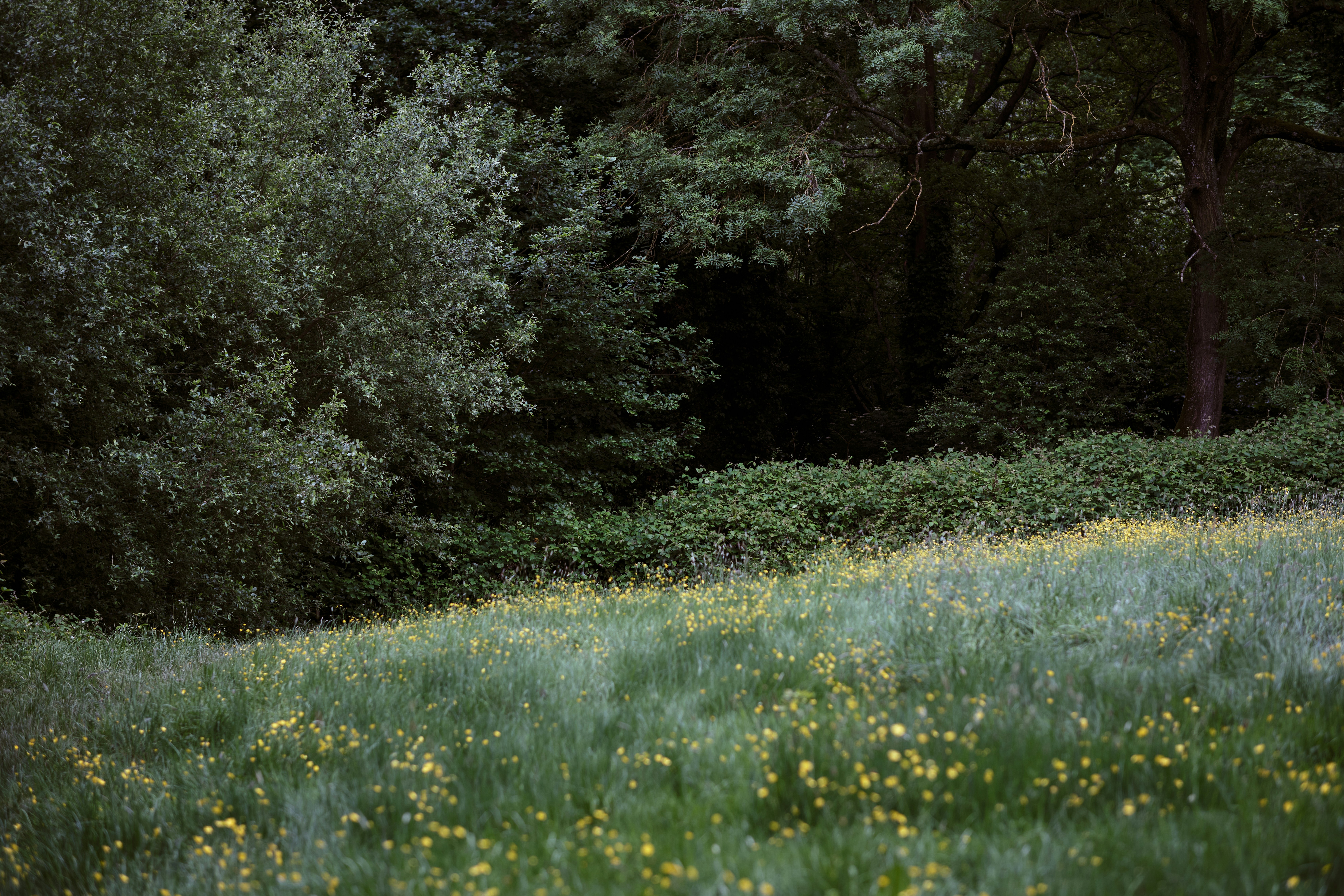 Photo by romanakash27