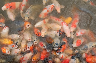 a group of fish swimming in a pond