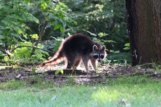 a raccoon walking through the grass near a tree