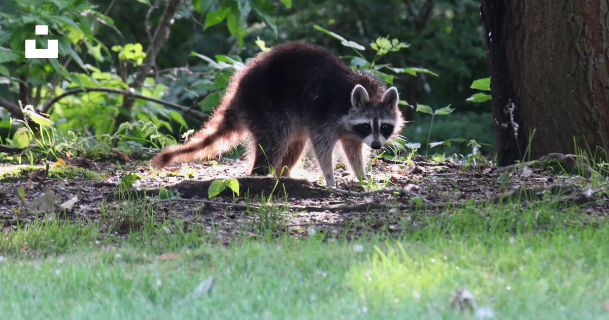 A raccoon walking through the grass near a tree photo – Free Racoon ...