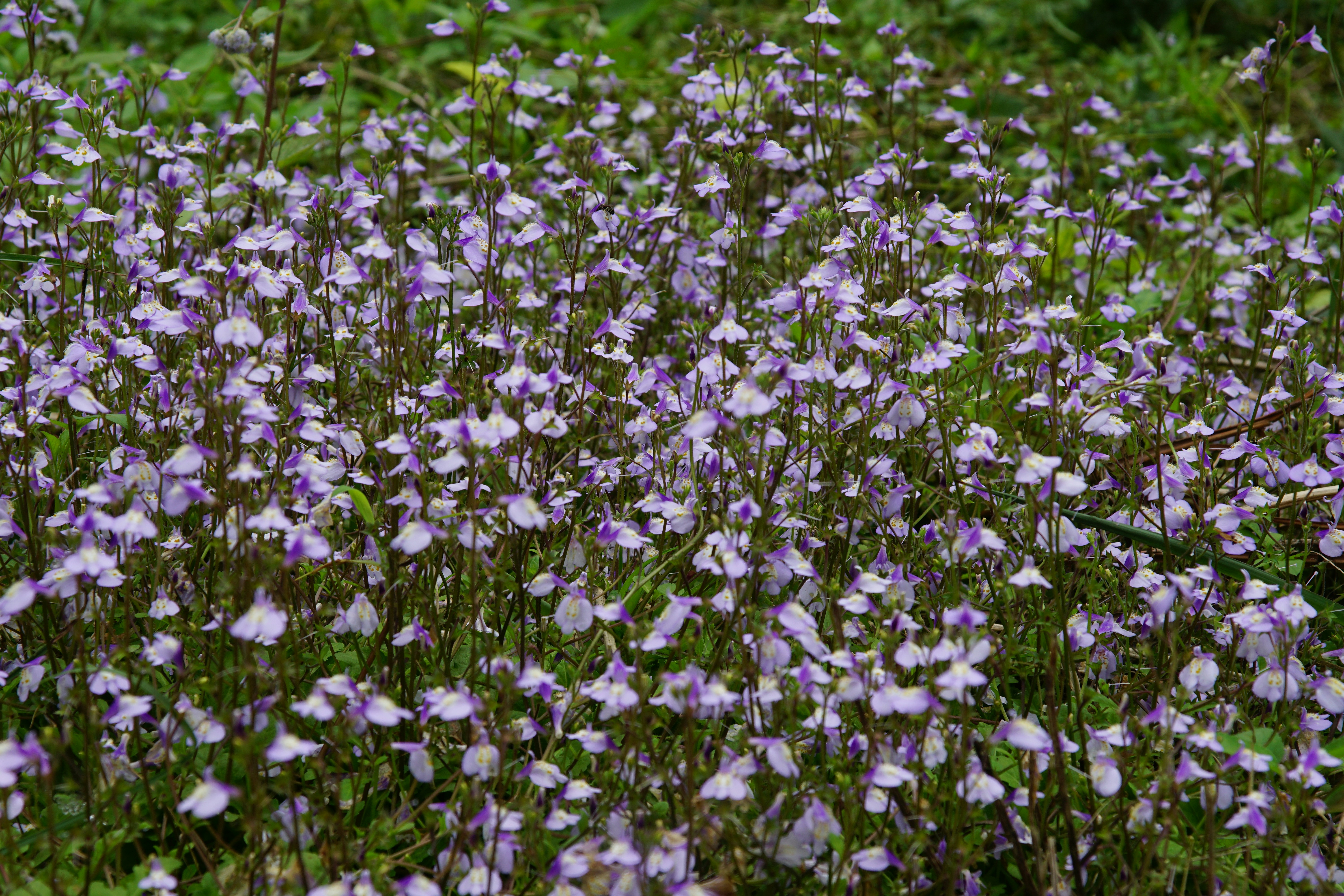 Photo by harbor_wildflowers