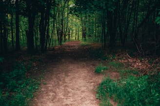 a dirt path in the middle of a forest