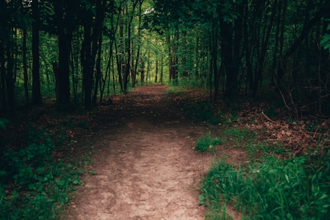 a dirt path in the middle of a forest