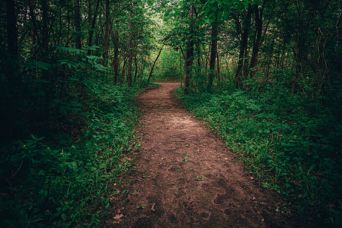 Quiet path beneath woodland trees