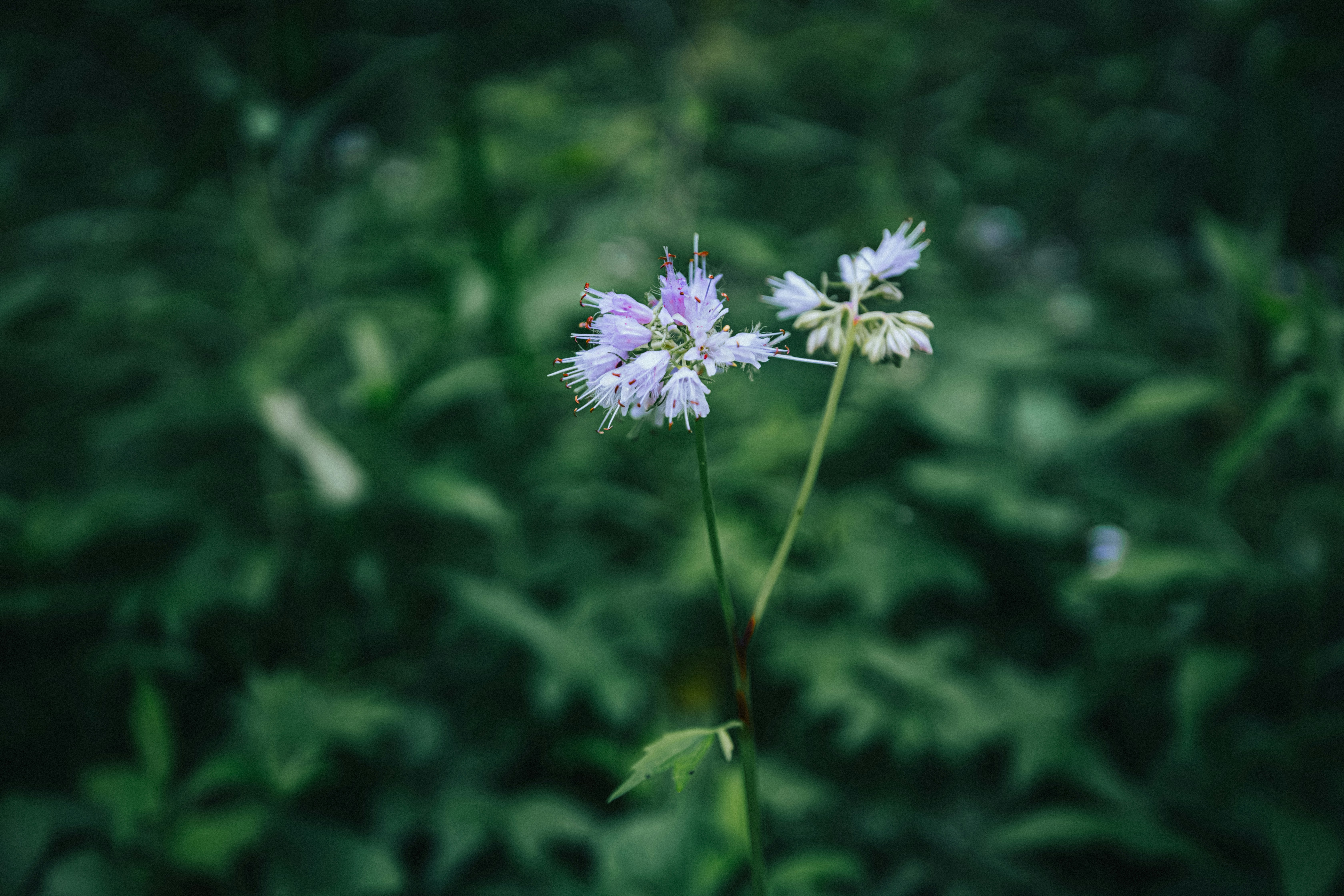 Photo by codywaters001