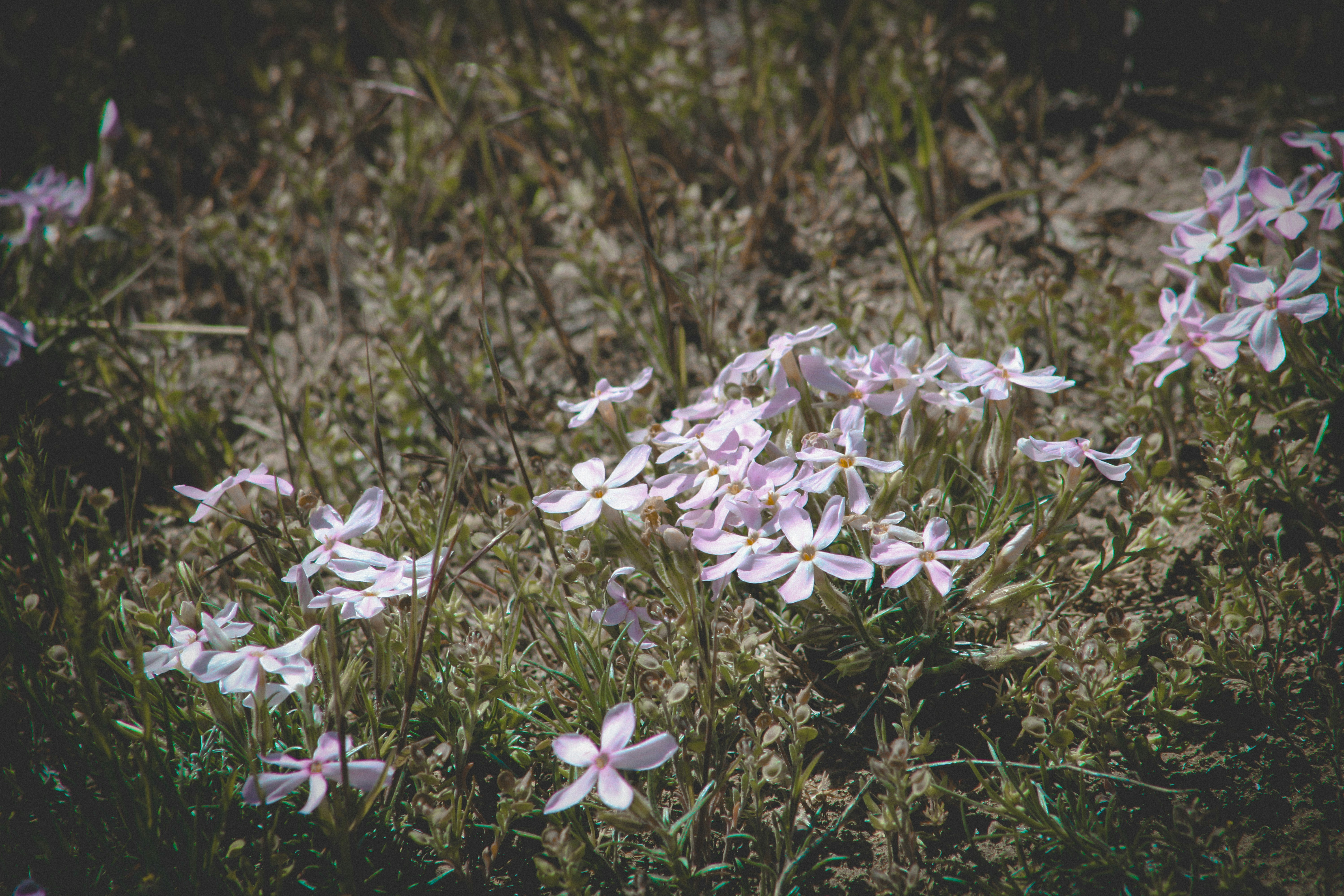 um ramo de flores que estão na grama
