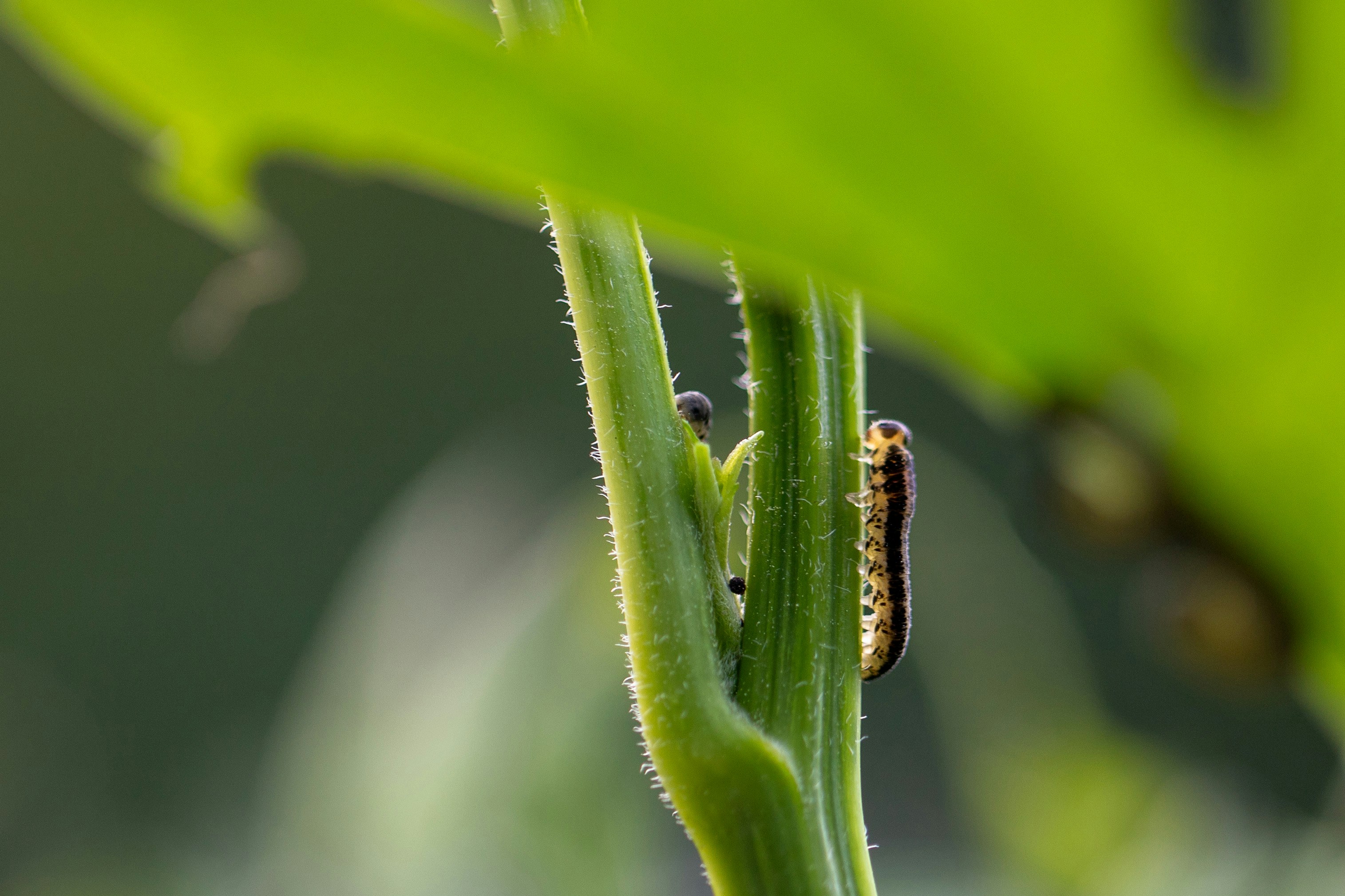 a close up of a plant with a bug on it