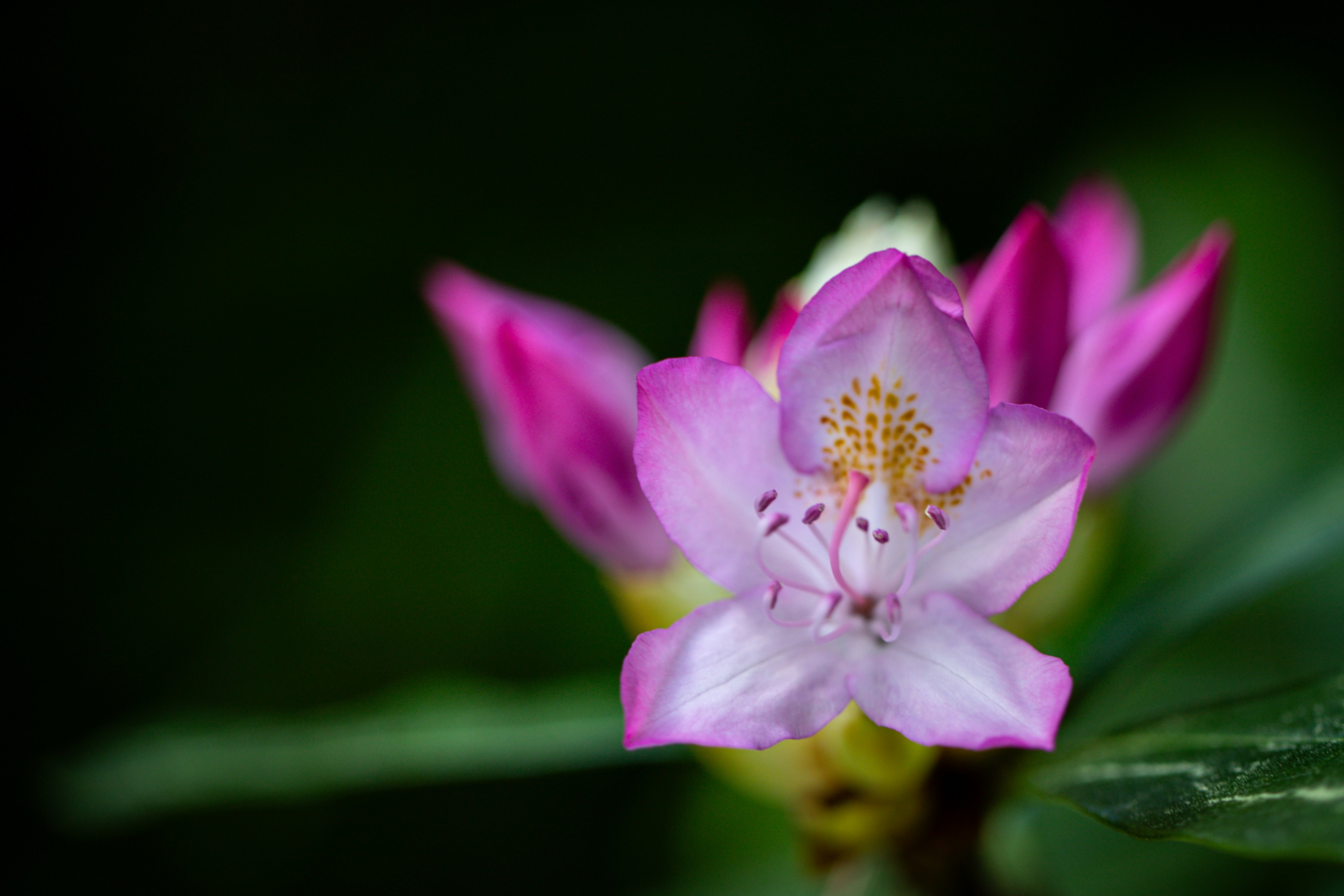 a close up of a pink flower with green leaves
