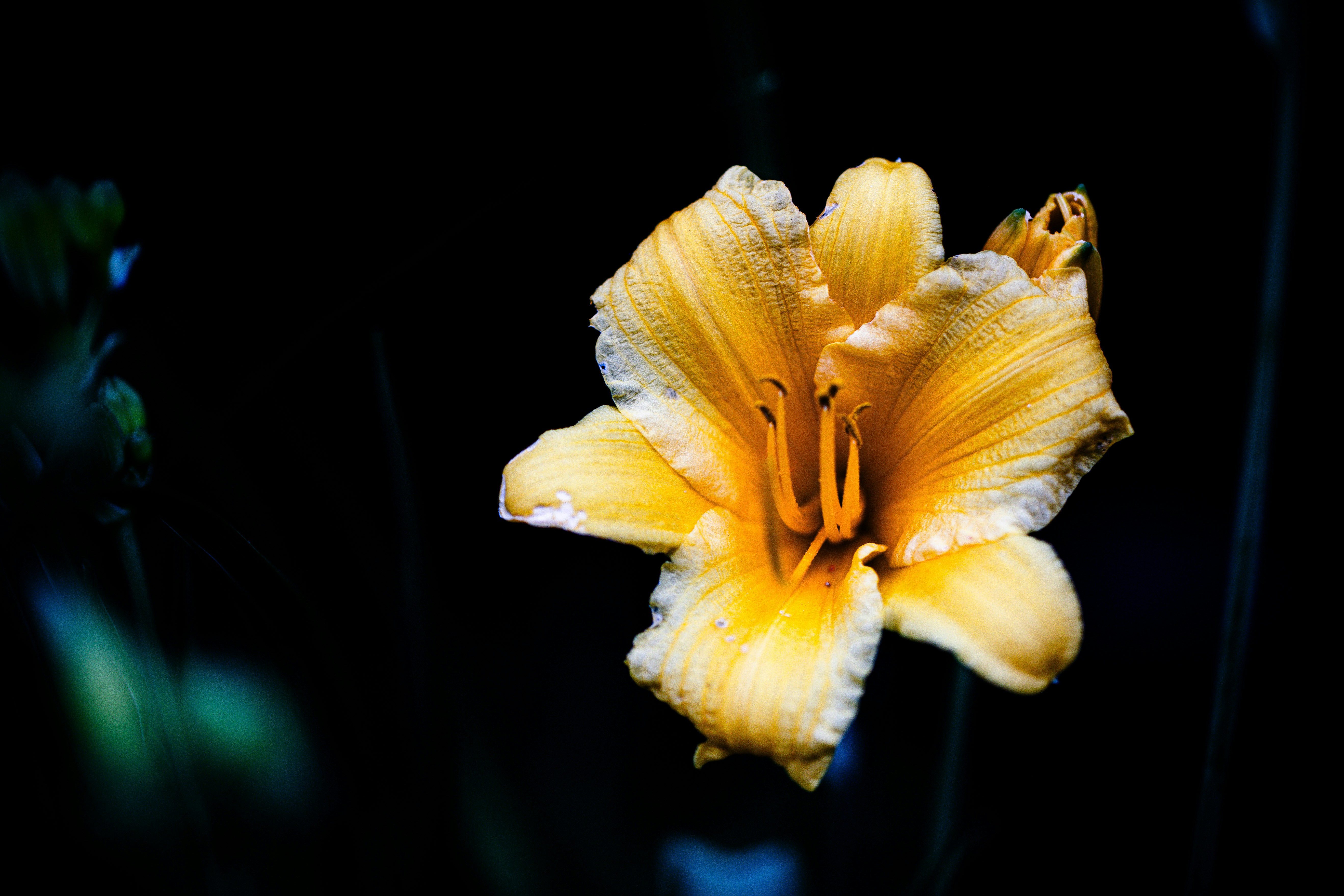 a yellow flower with water droplets on it